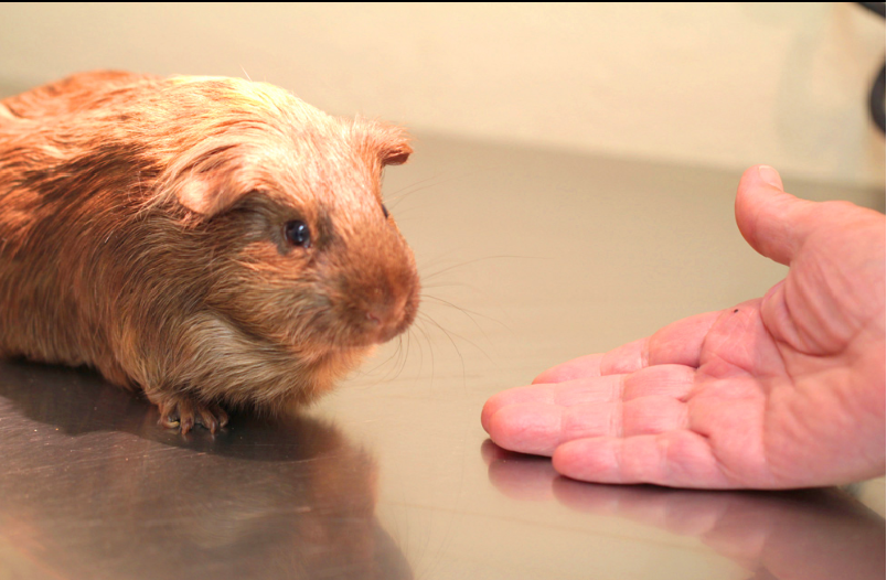 Isa Animal Clinic Miami