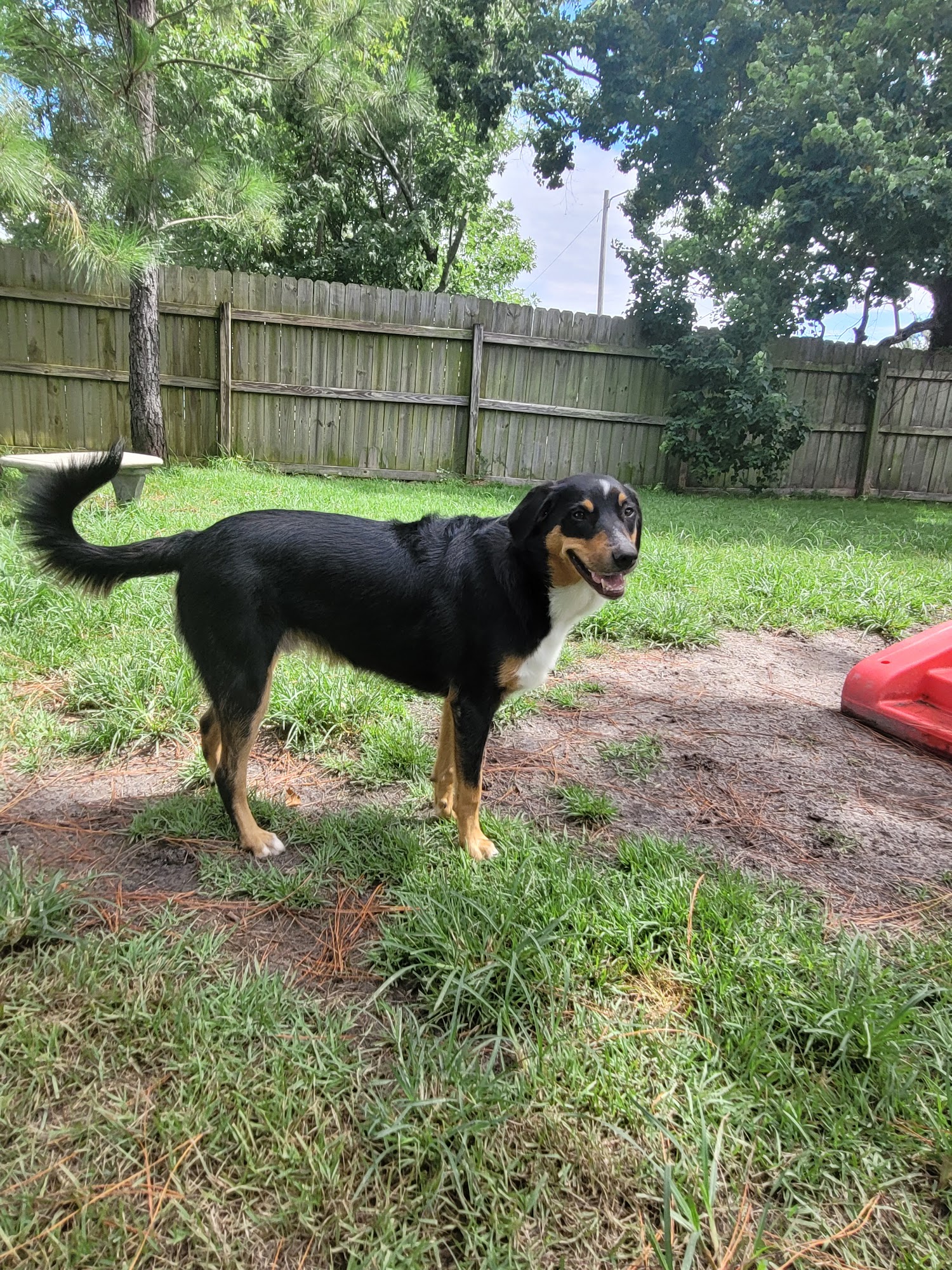 What's Up Dog? Miramar Beach Miramar Beach