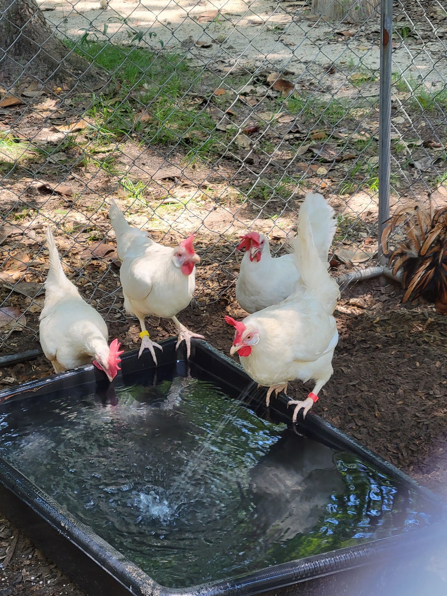 Laura's Pet & Horse Supply Niceville