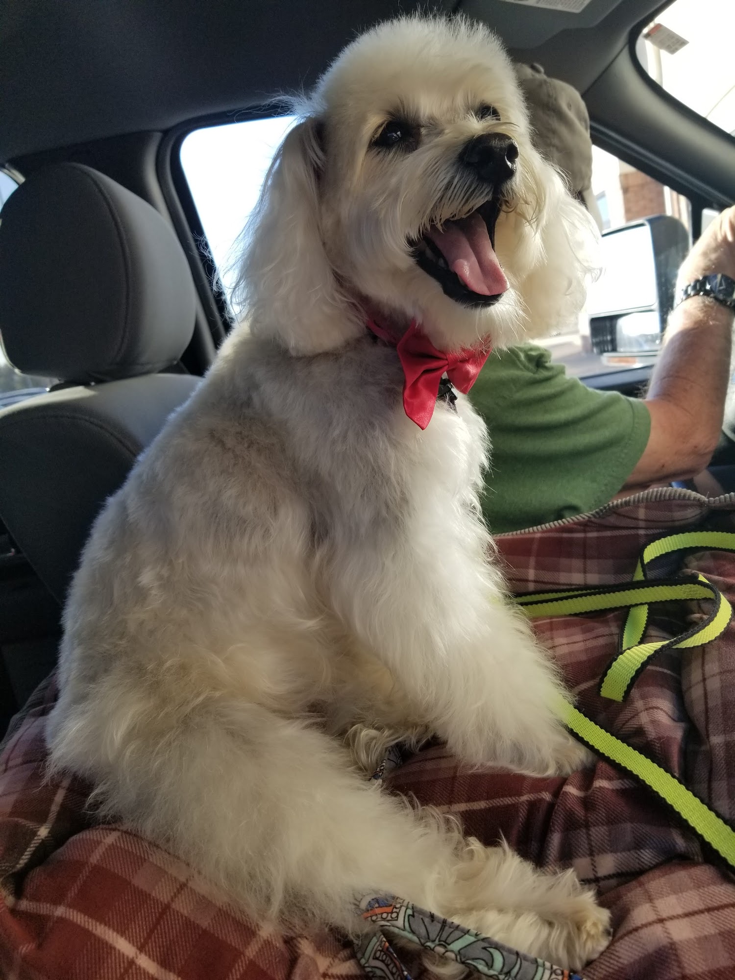 Dog Gone Cute Grooming & Bowtique Niceville