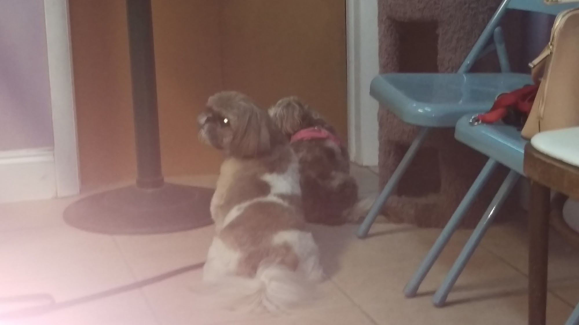 Pet Palace Productions North Miami Beach