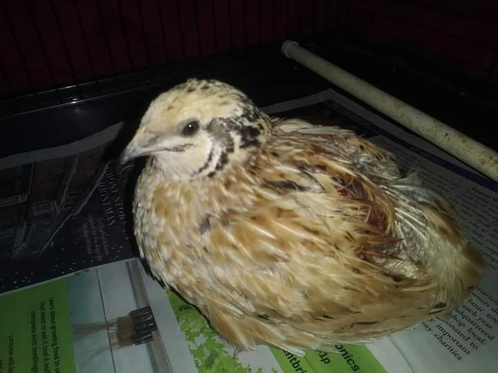 Farm City Inc. Orlando