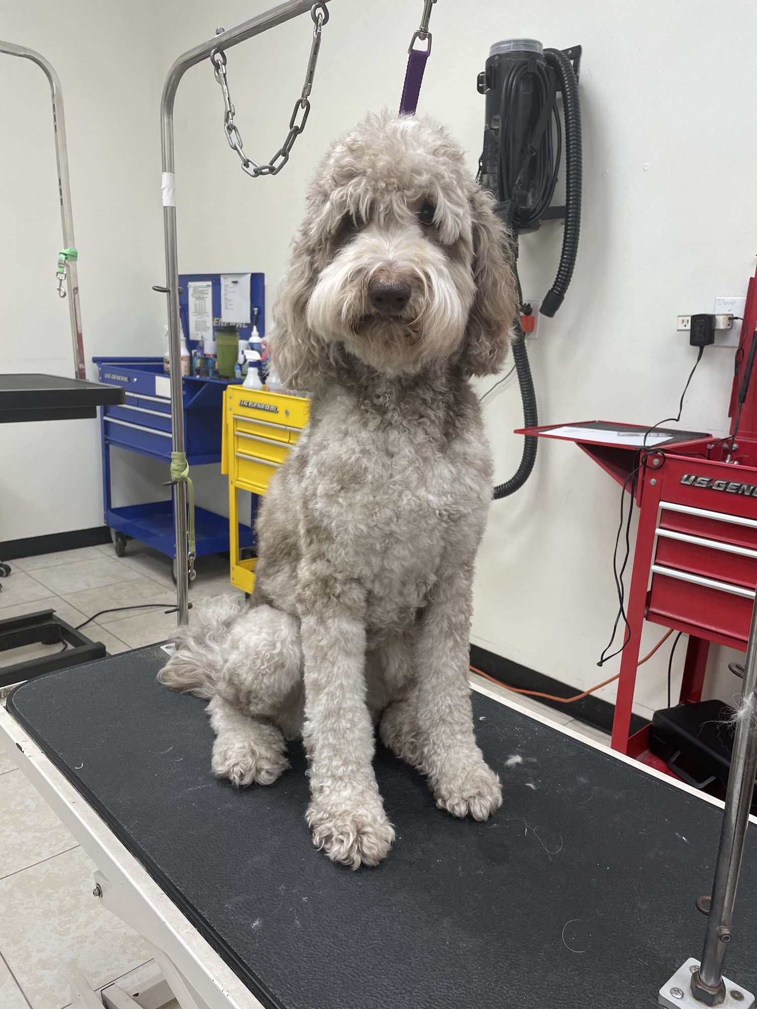 EarthWise Pet- Dog Grooming Lake Nona Orlando