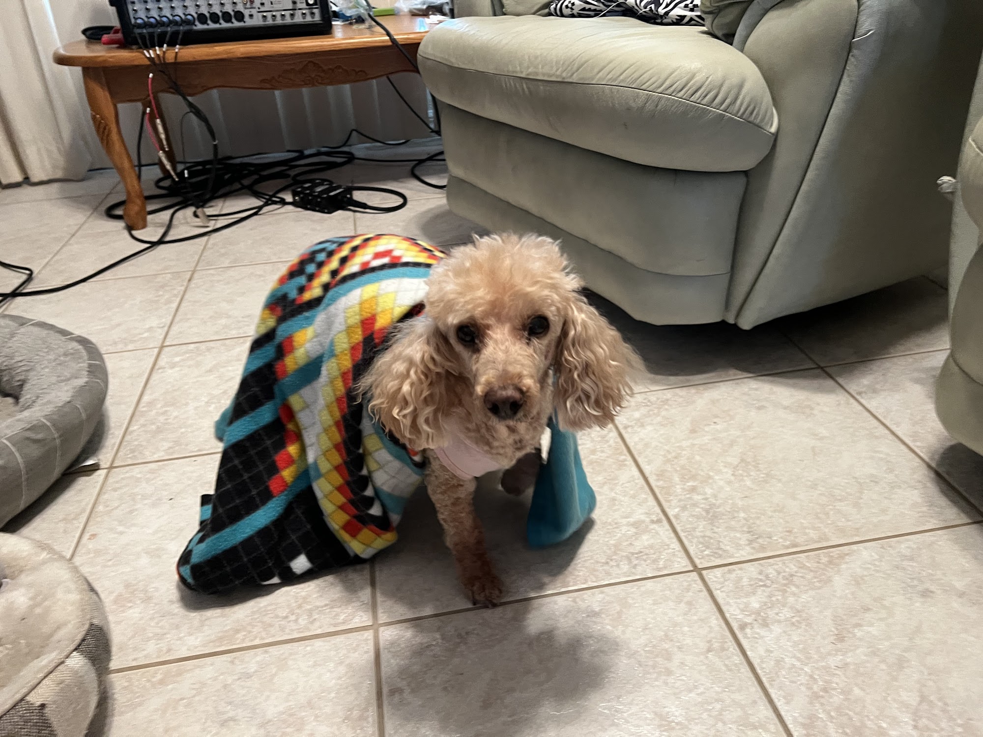 Charlotte Animal Hospital Port Charlotte