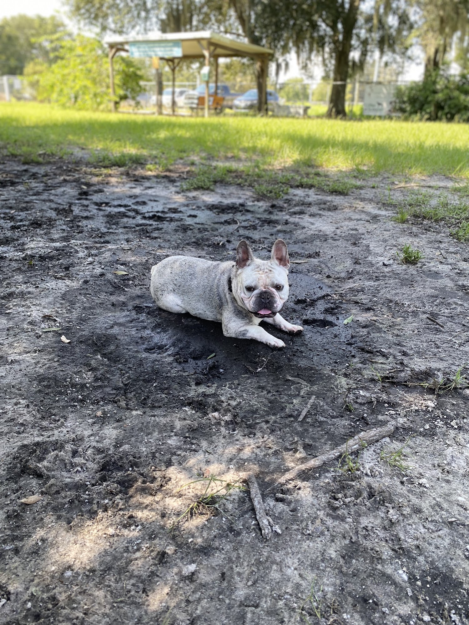 Dr Otts Off Leash Dog Sanctuary Ruskin