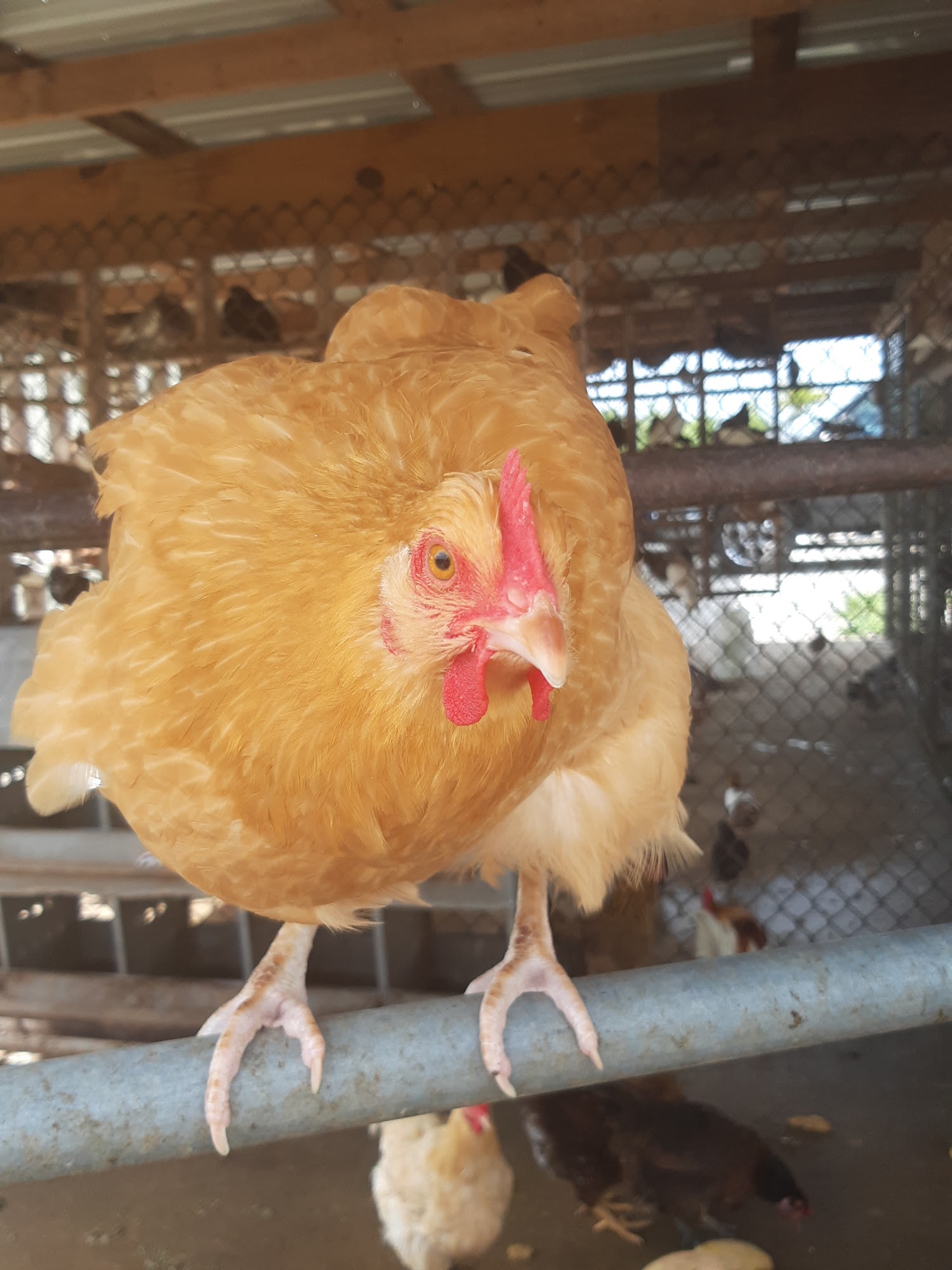 Shady Hills Pet Shop Spring Hill