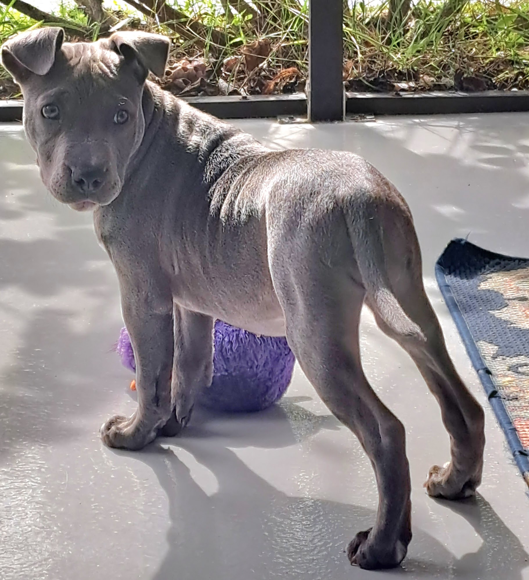 S.A.F.E. Pet Rescue and Thrift Store St. Augustine