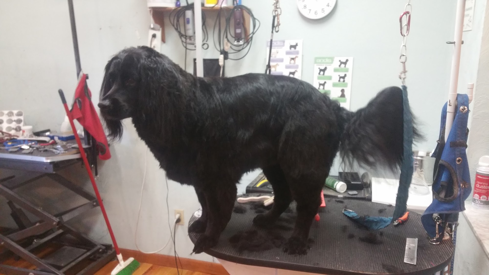 Bloomingtails Pet Salon Tallahassee