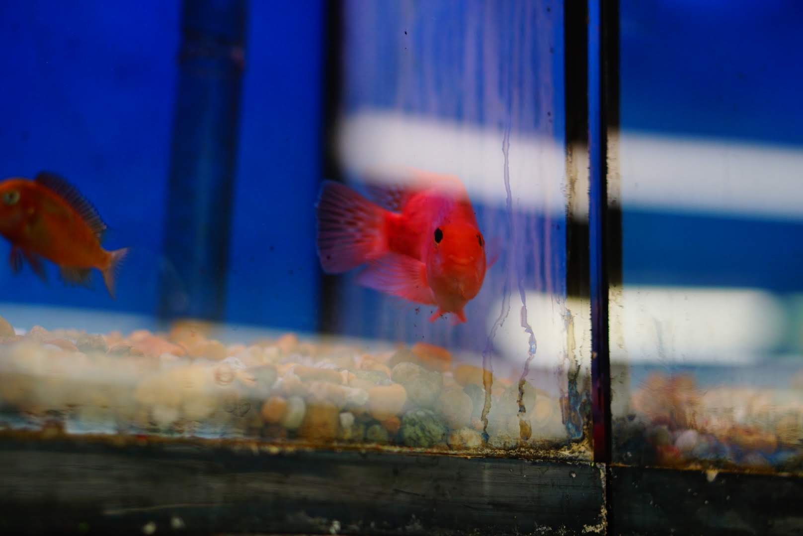 Panhandle Pet Supply Tallahassee