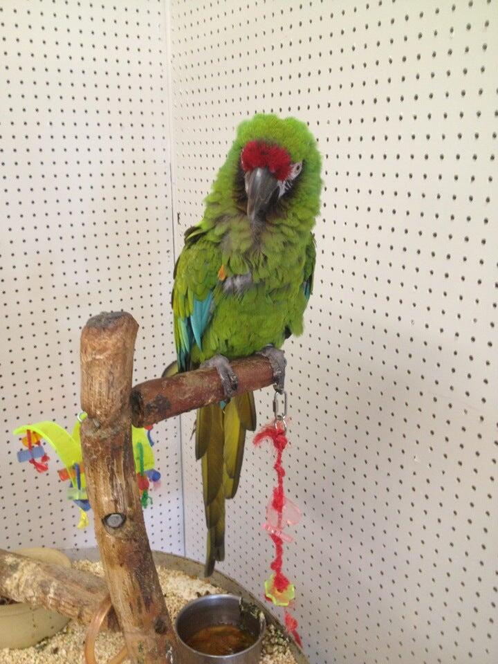 Grooming Shoppe Titusville