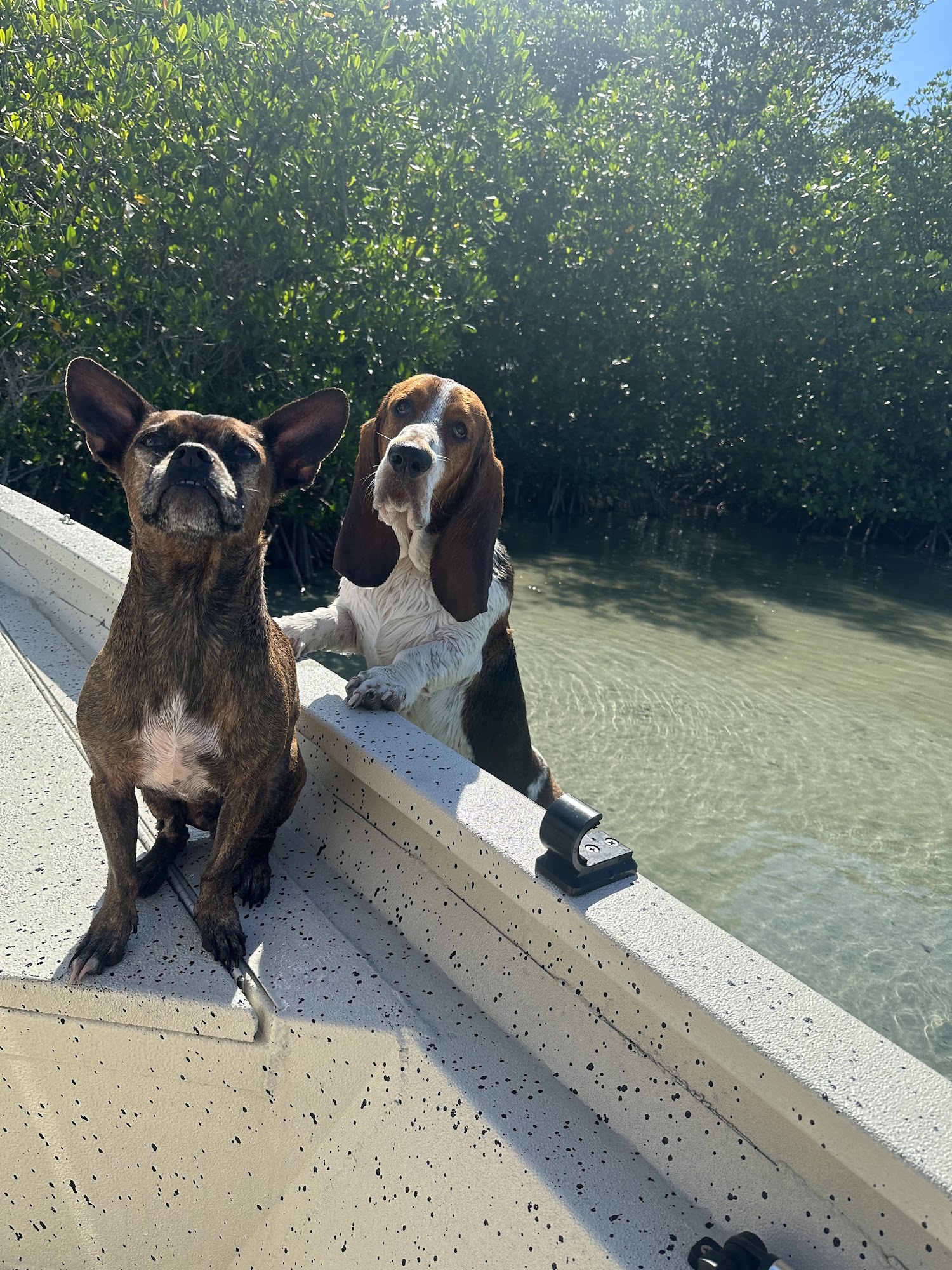 Mermaid Vet Hospital Vero Beach