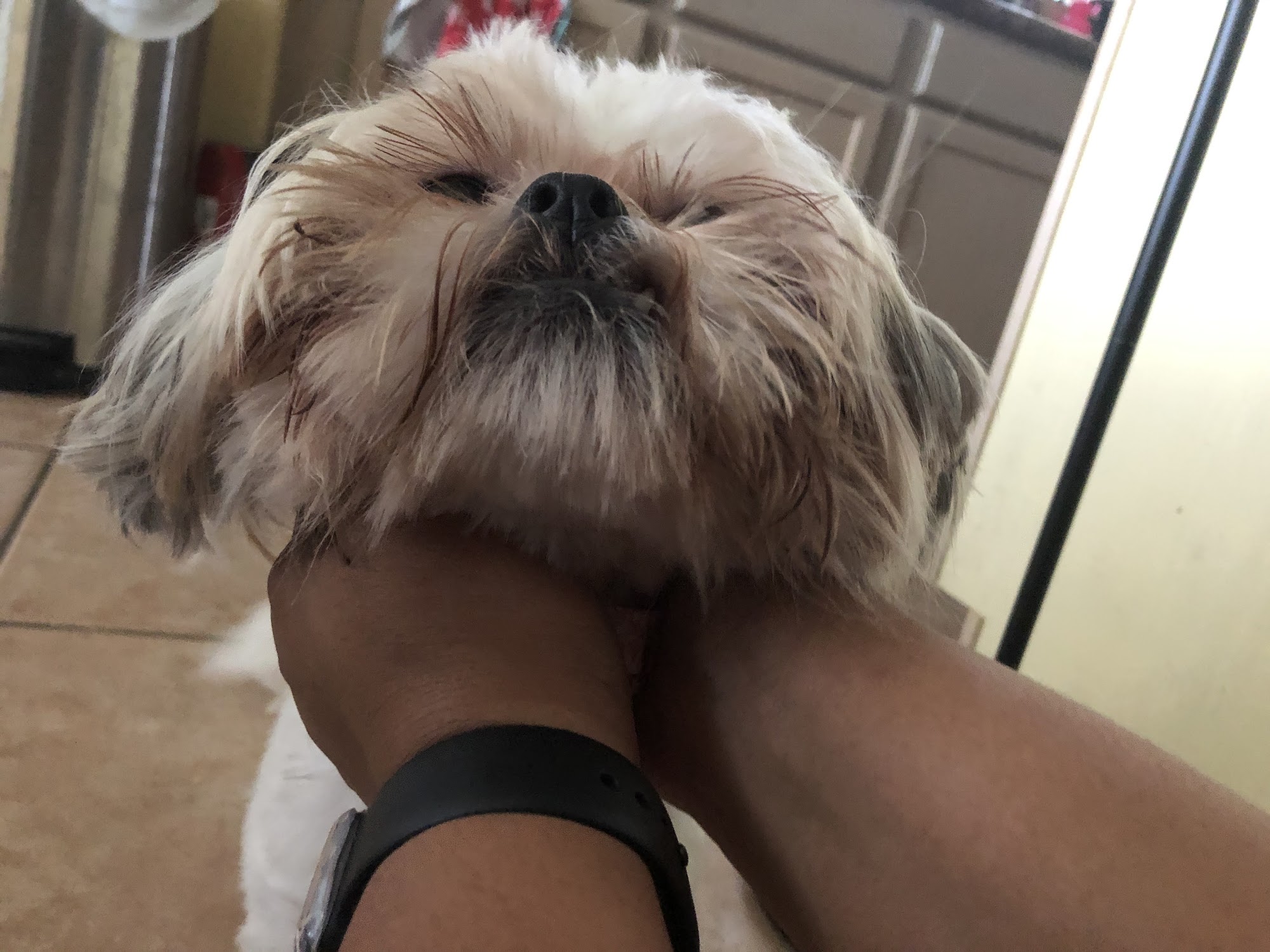 Scenthound West Palm Beach