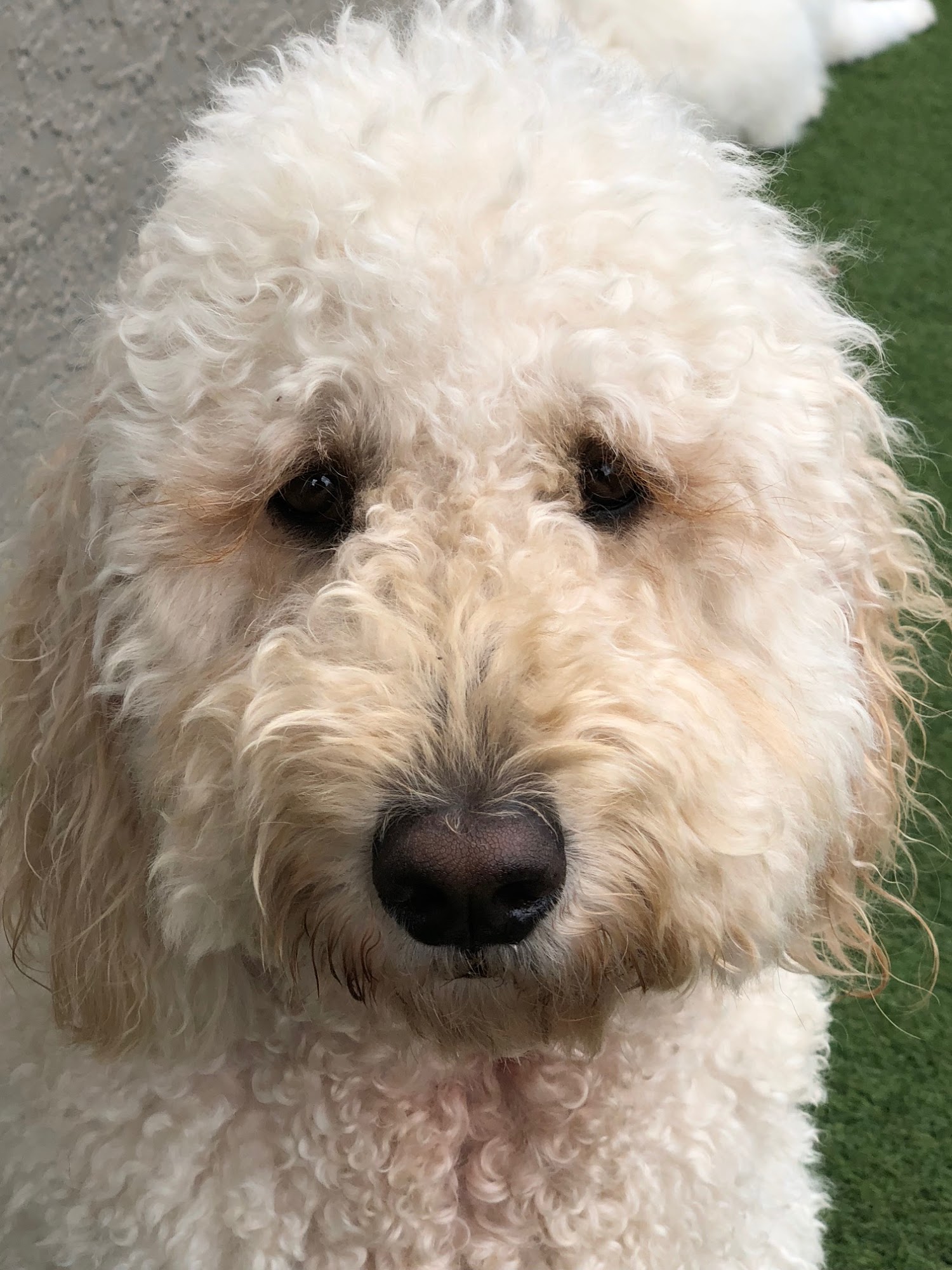Posh Pet Hotel West Palm Beach