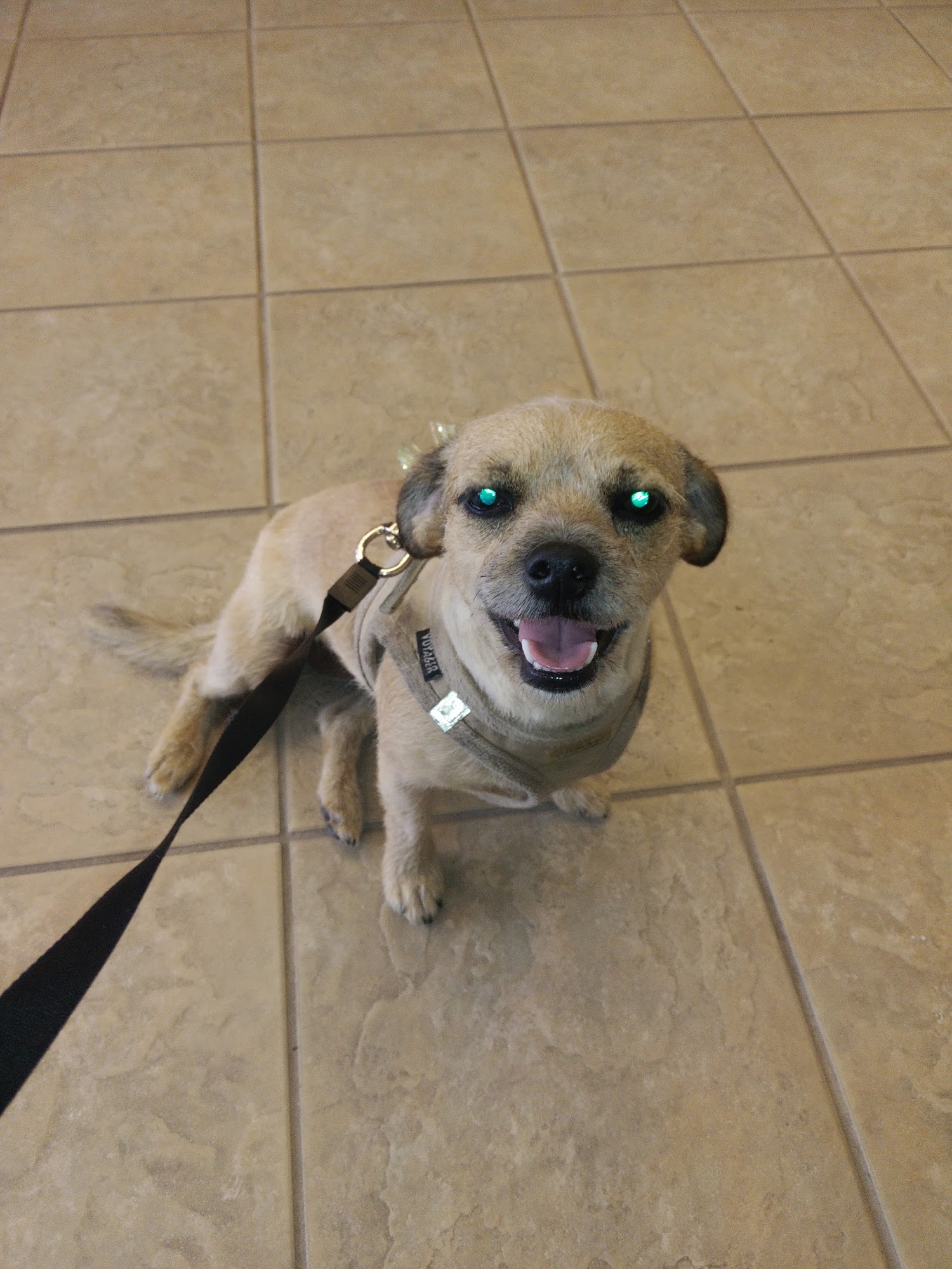 Pet Spa & Beyond West Palm Beach