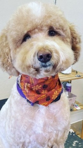 Dandy doodle dog grooming