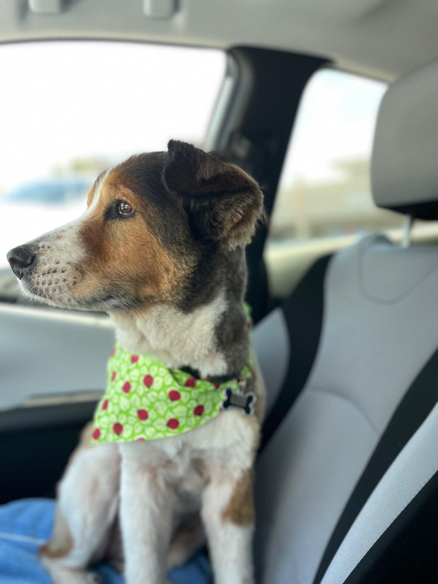 Grooming Deals Winter Haven