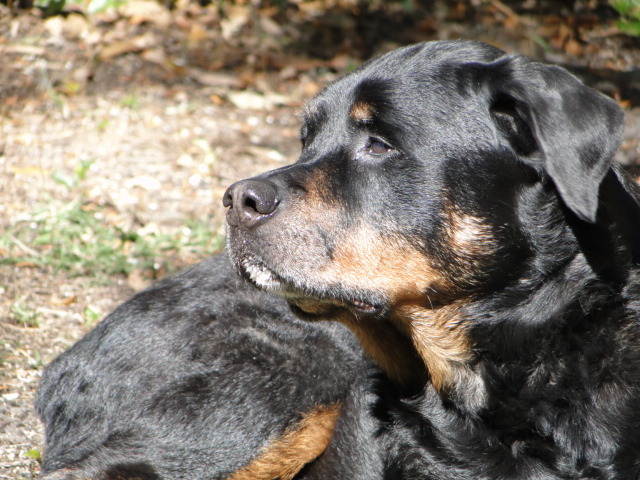 The Dirty Dog Winter Park