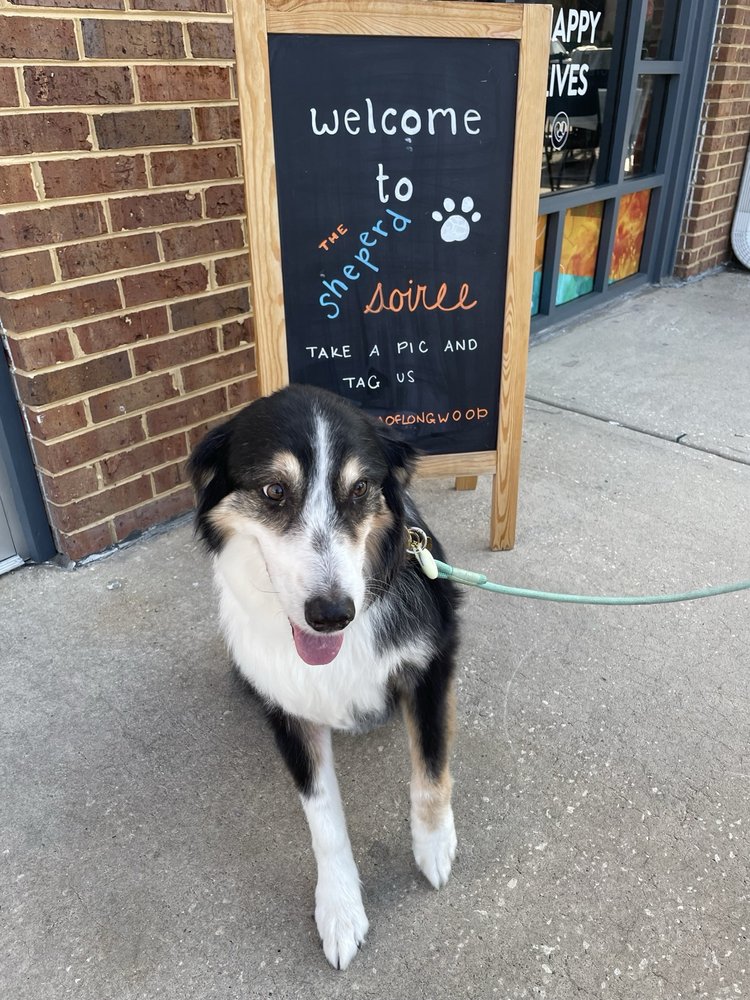 Dogtopia of Orlando- Winter Park Winter Park