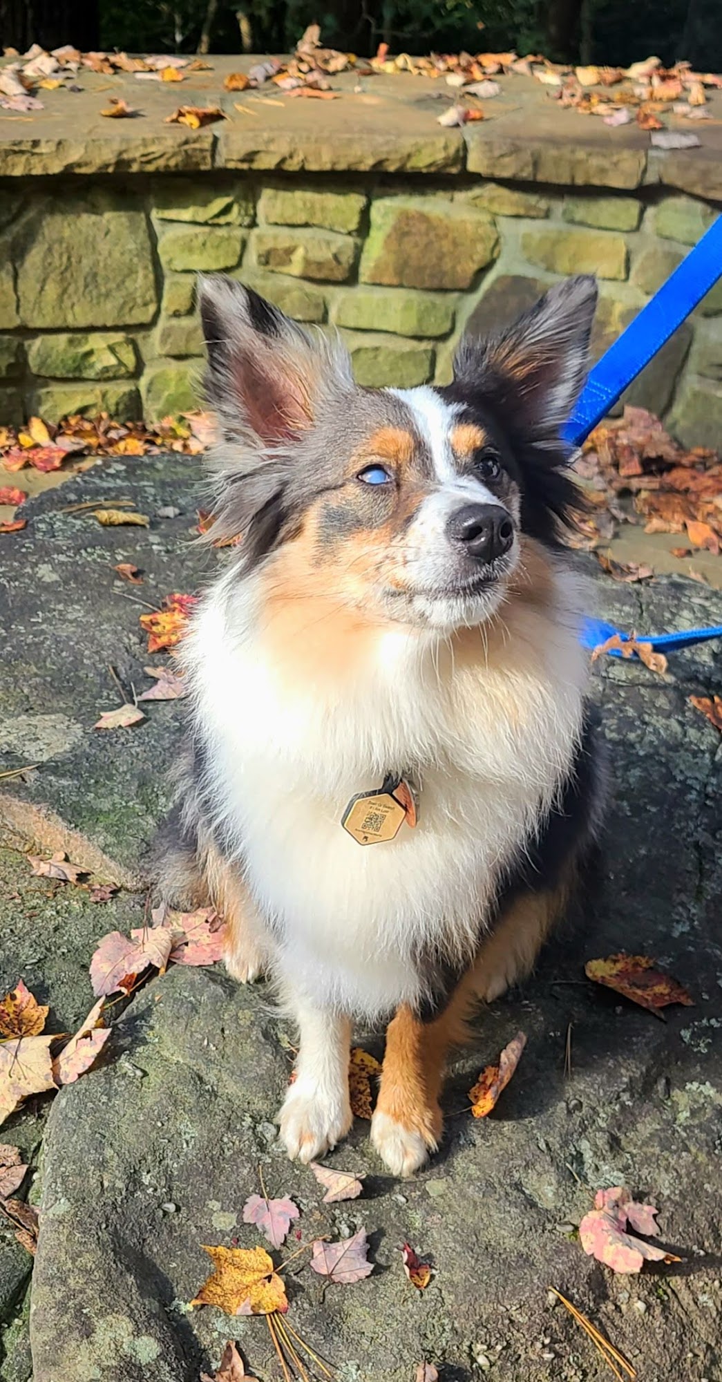 Downtown Grooming Clarkesville