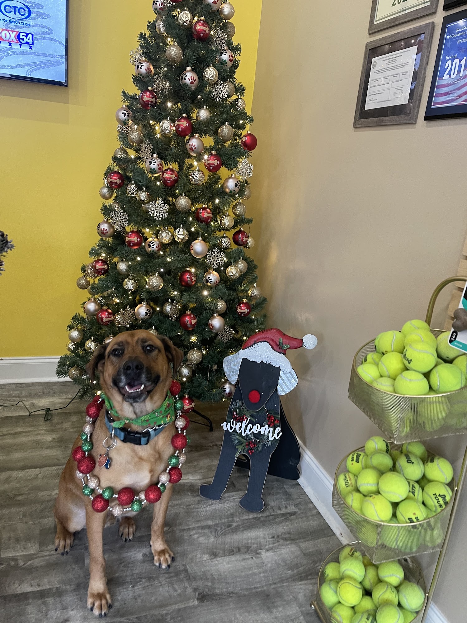 RockStar Paws Pet Grooming and Boarding Columbus