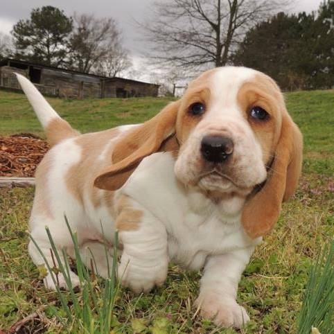 Janzen Family Bassets Conyers
