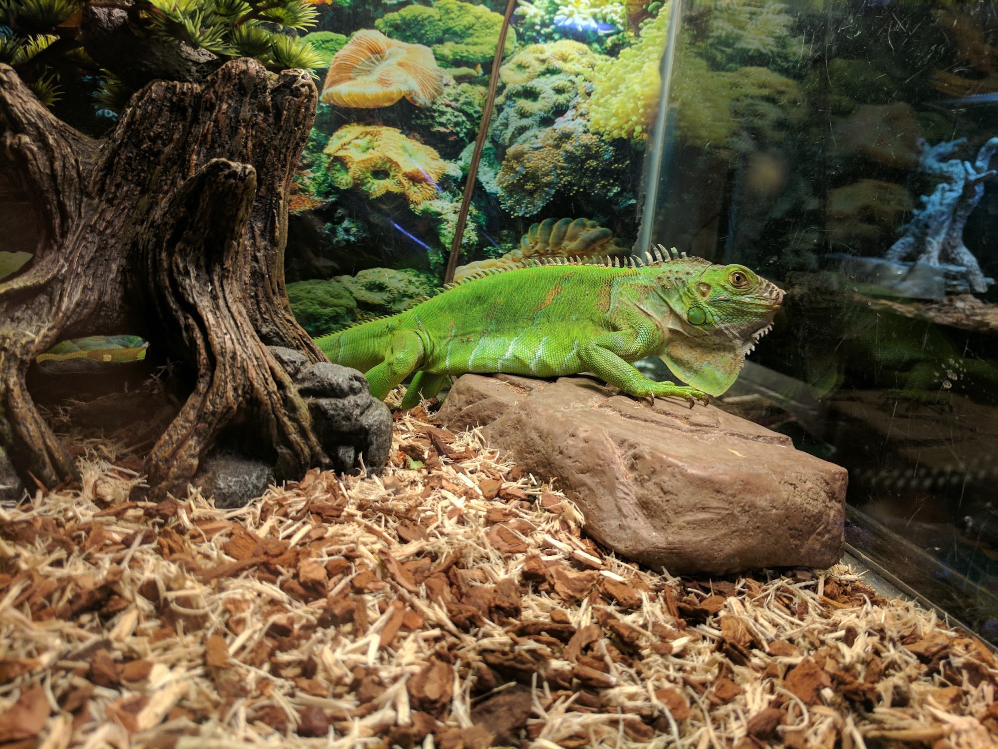 Leapin Lizards Pet Shop Covington