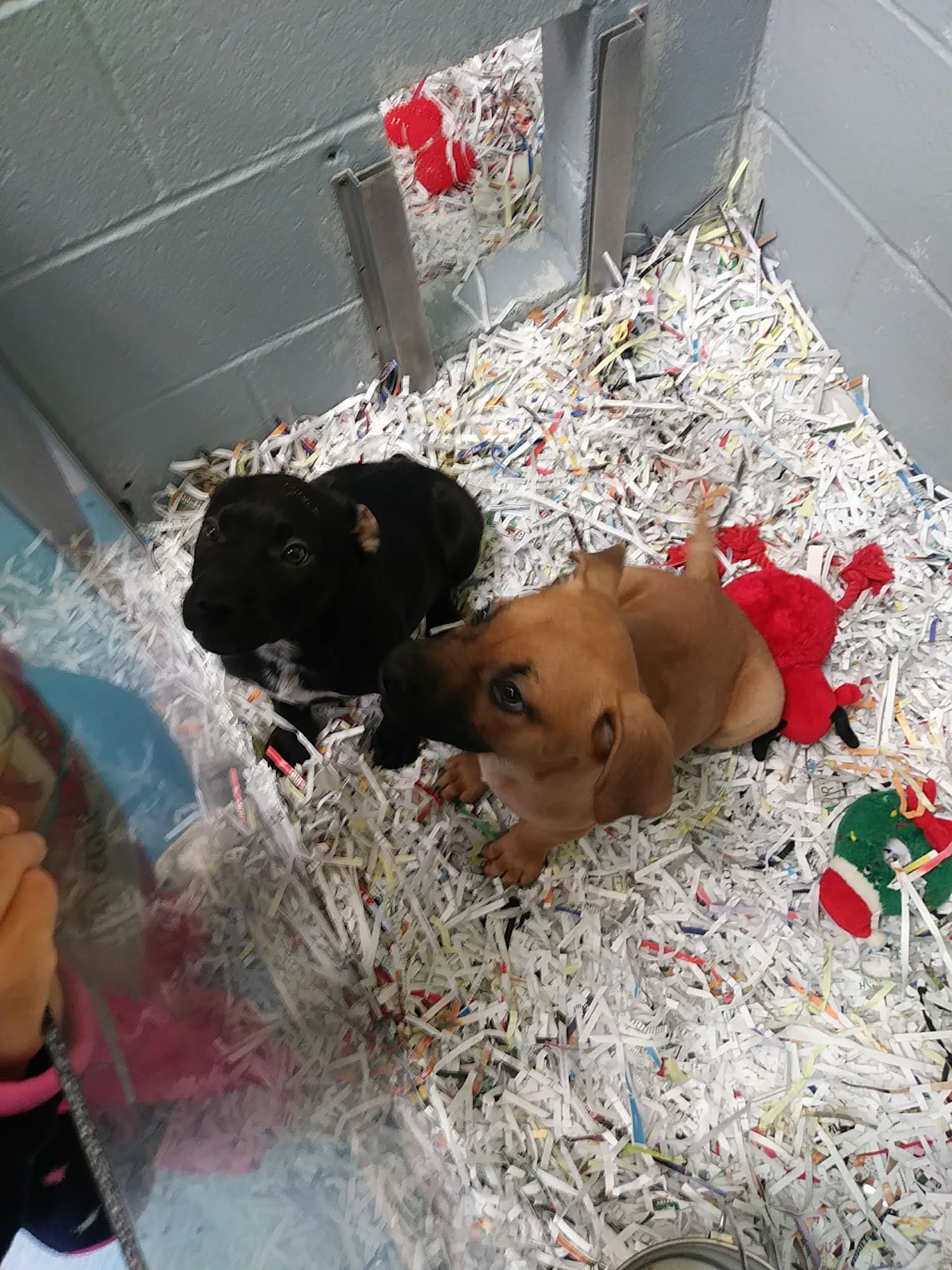 Madison Oglethorpe Animal Shelter Danielsville