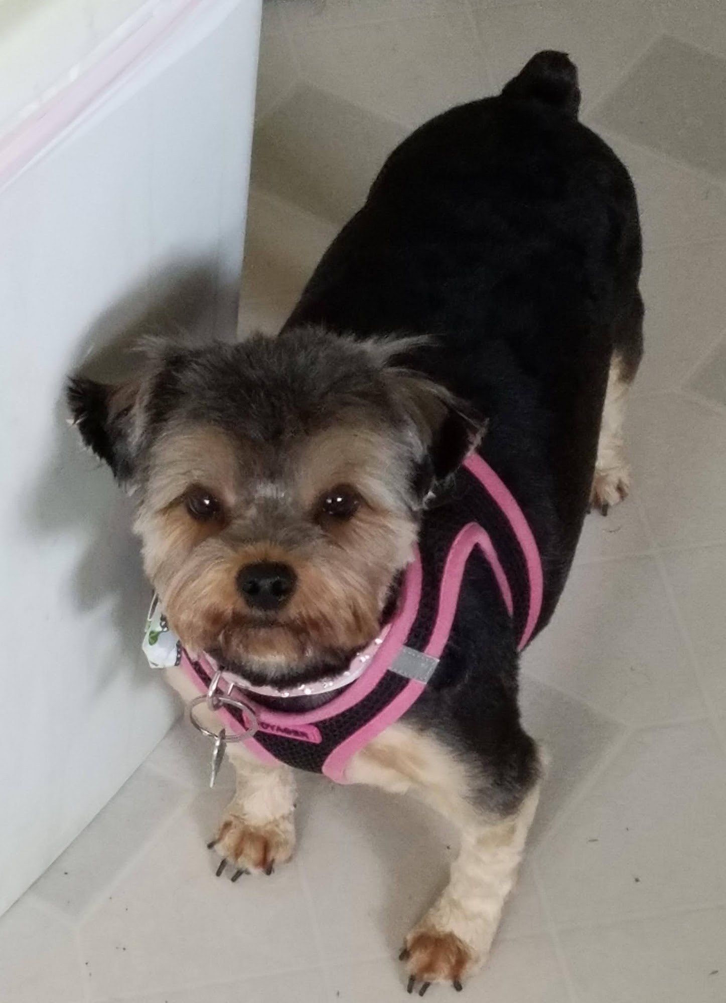 Four On the Floor Pet Spa Fitzgerald