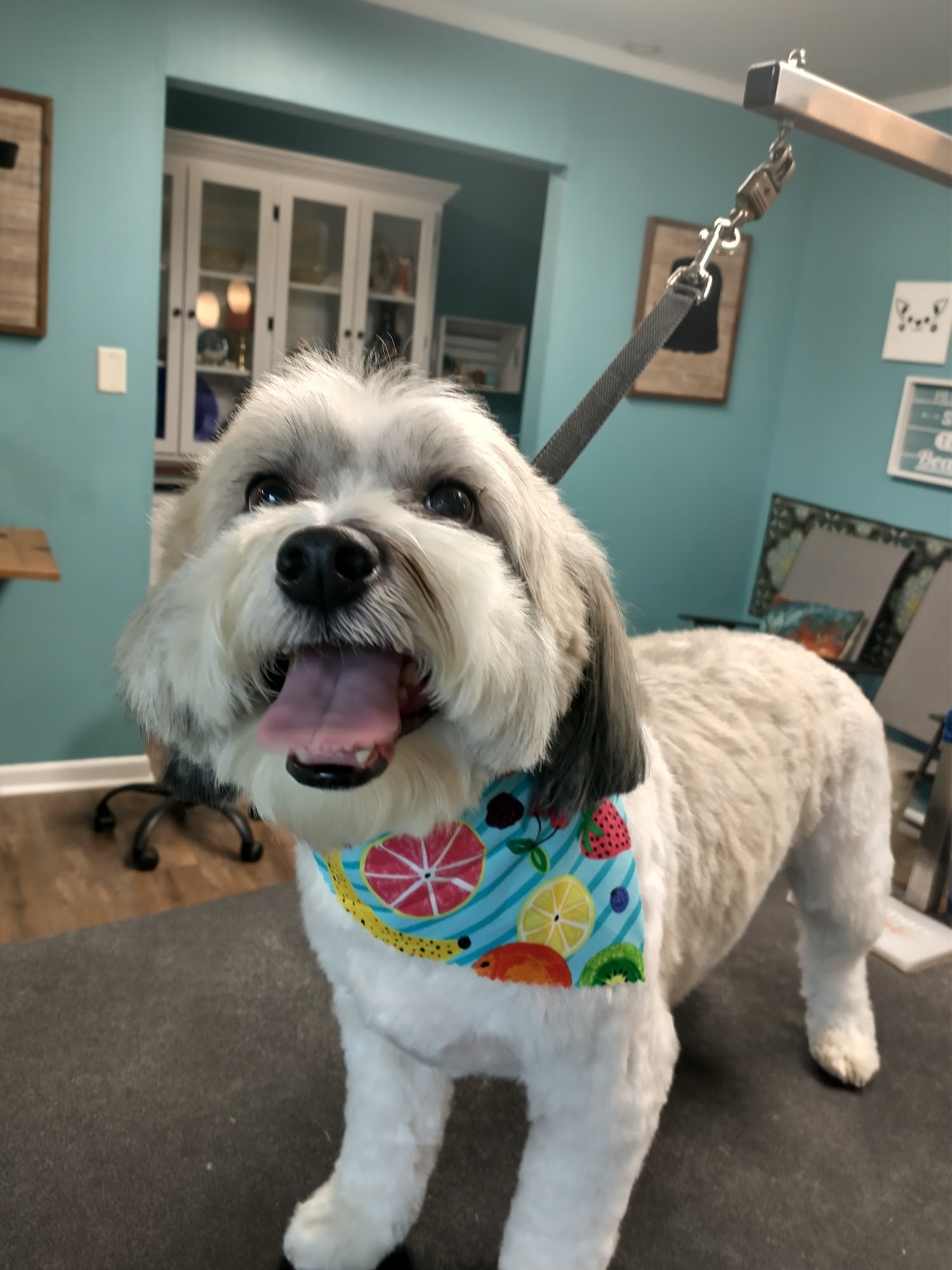 Head to Tail Grooming, LLC