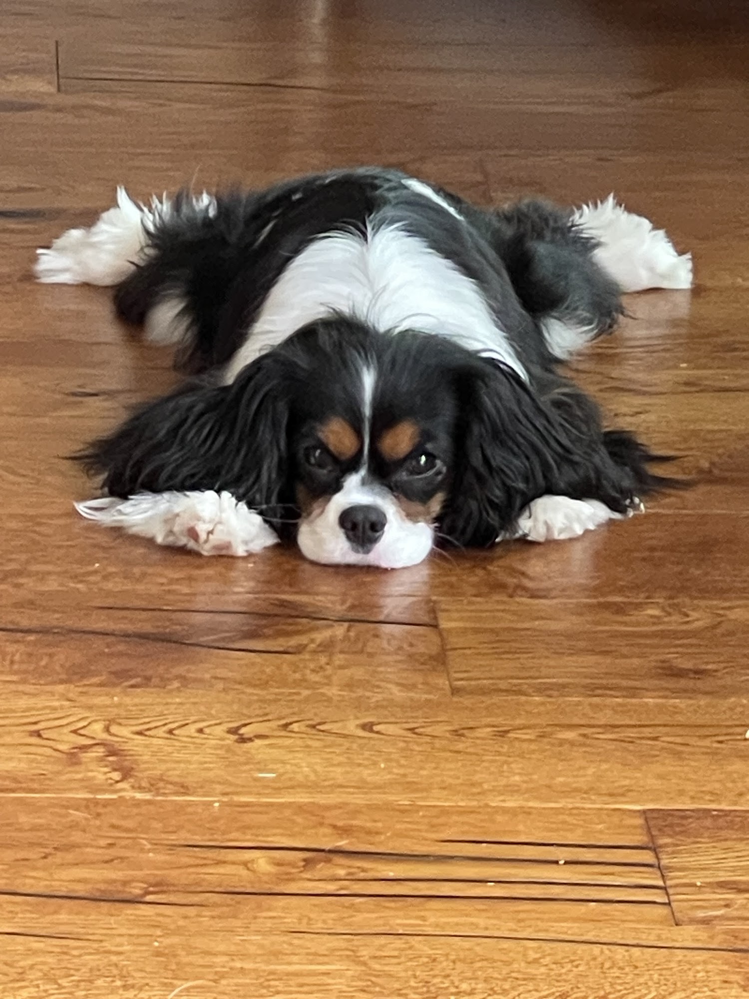 Cavaliers By Crumley Lula