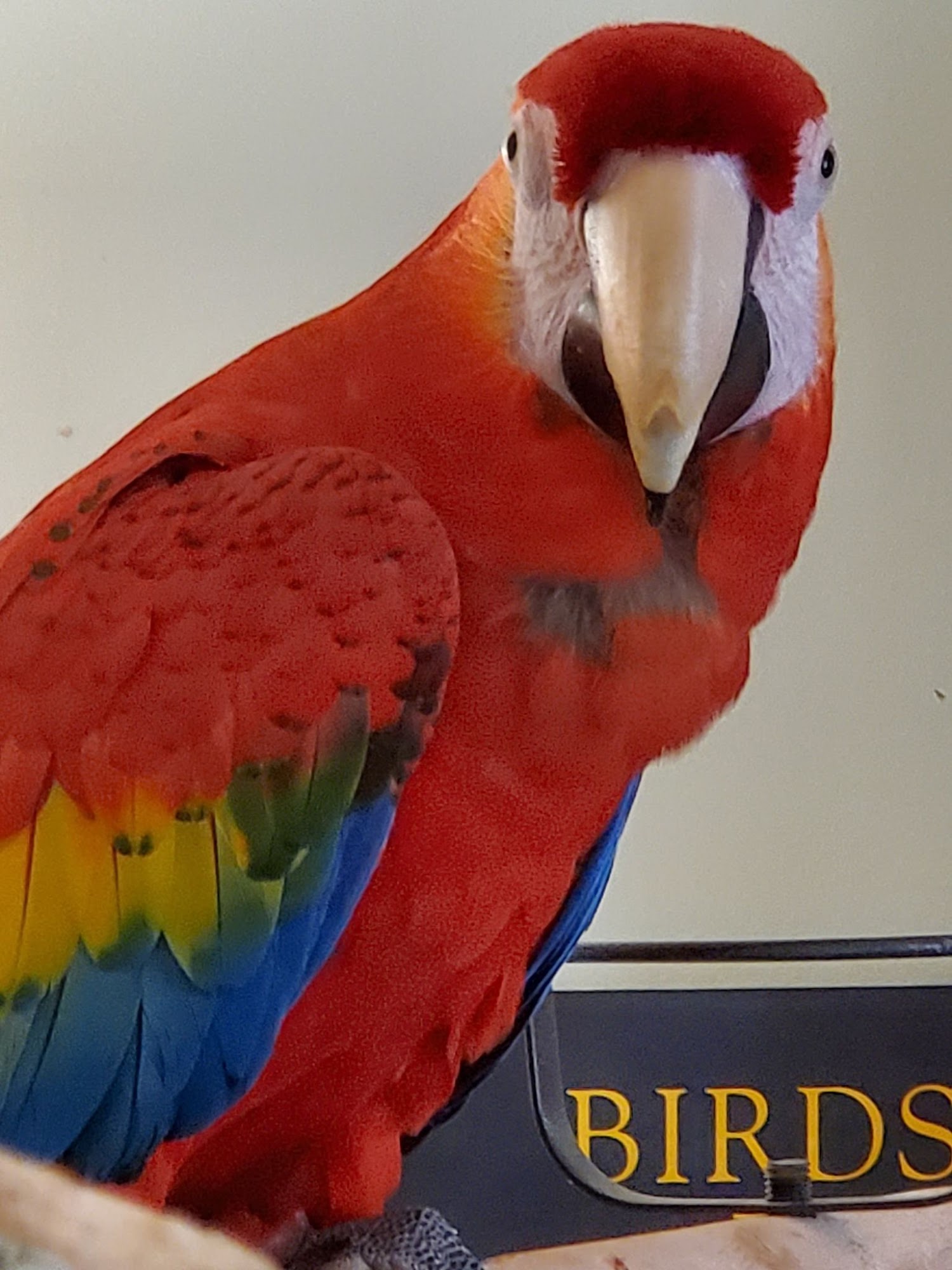 Papayago Rescue House Inc Marietta