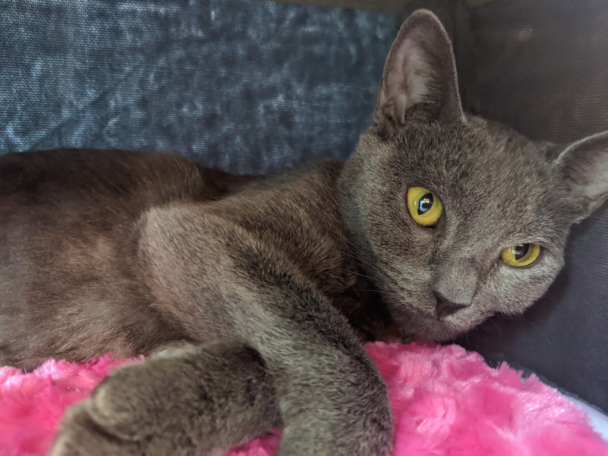 Good Mews Animal Foundation Marietta