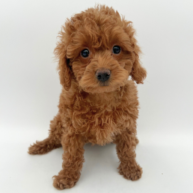 Puppyland Marietta Marietta