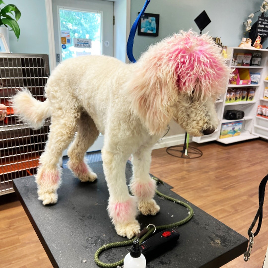 Puppy Le Pew Pet Grooming & Boarding