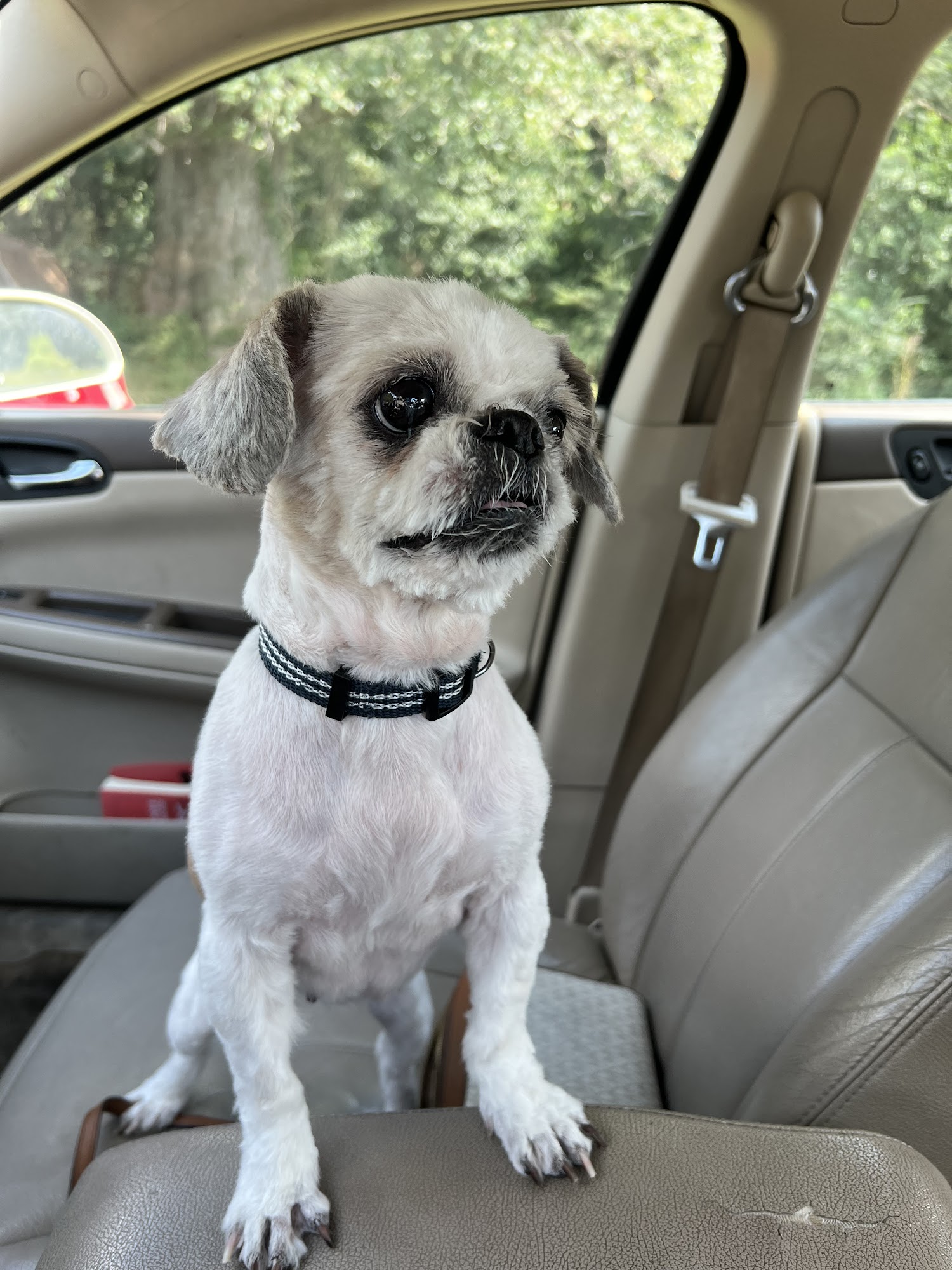 MuttMuffin Dog Grooming and Boarding Metter