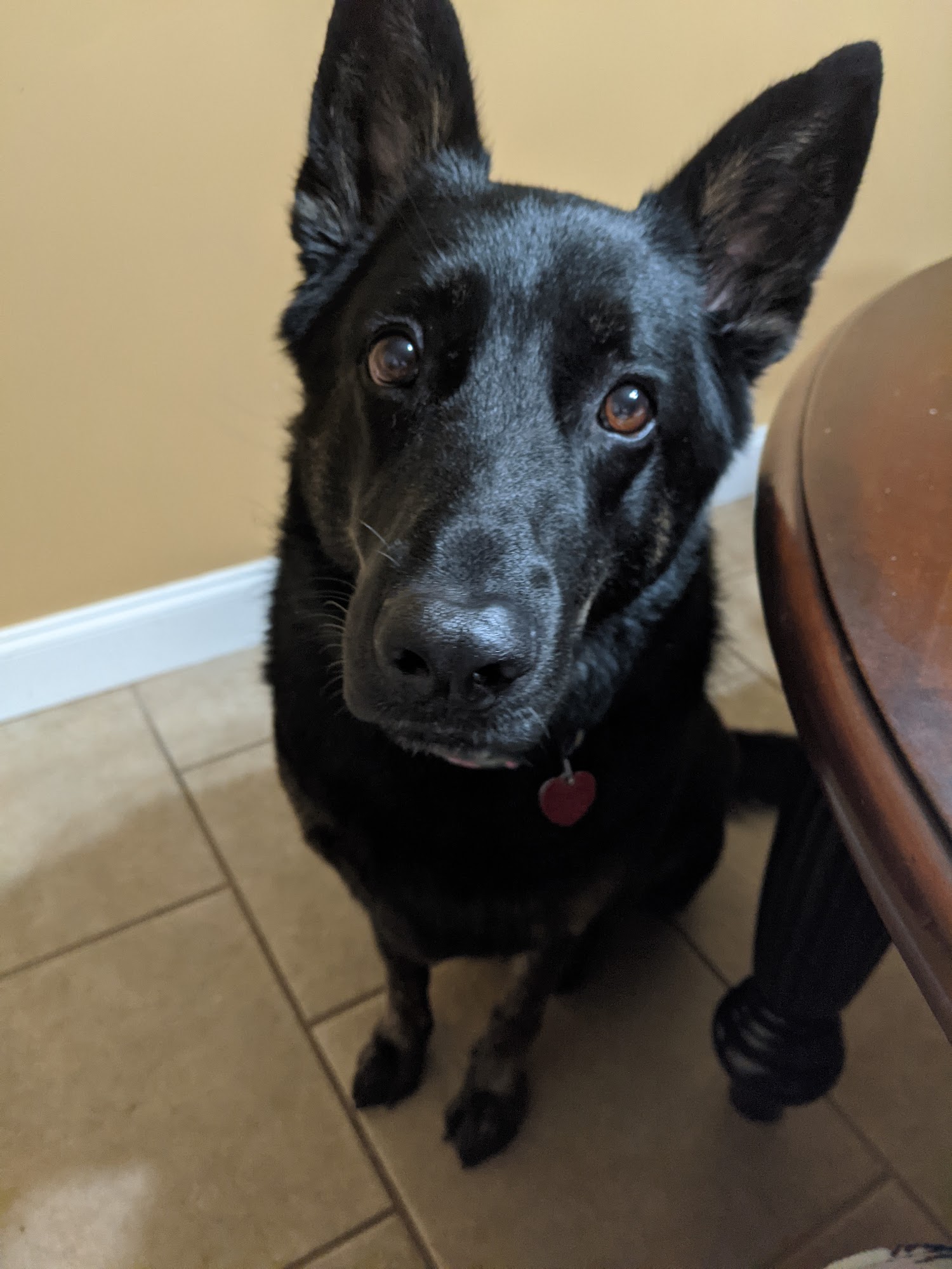 The Laundromutt Grooming & Boarding Moultrie