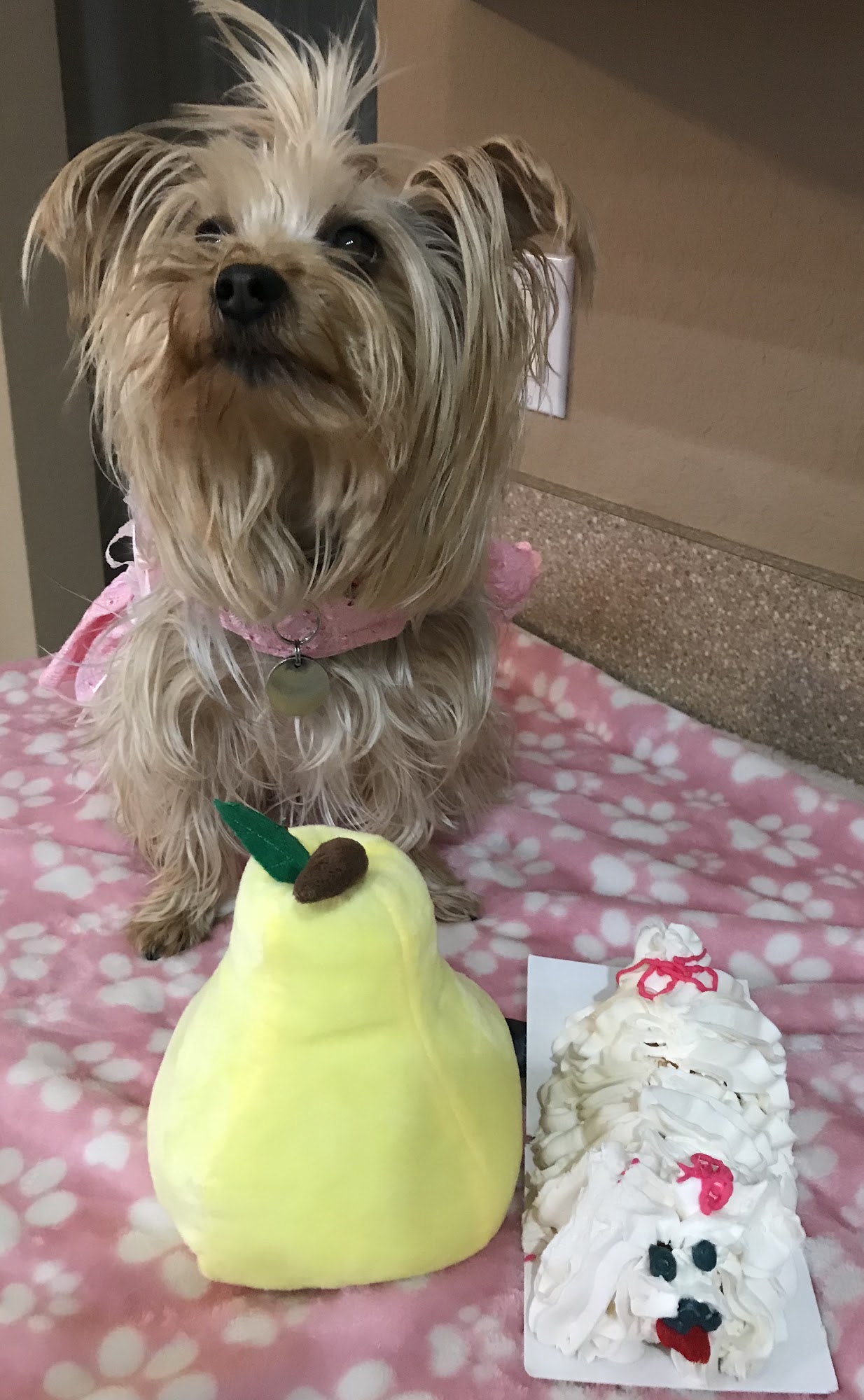 Backyard Pet Boutique & Nutrition Center Rome