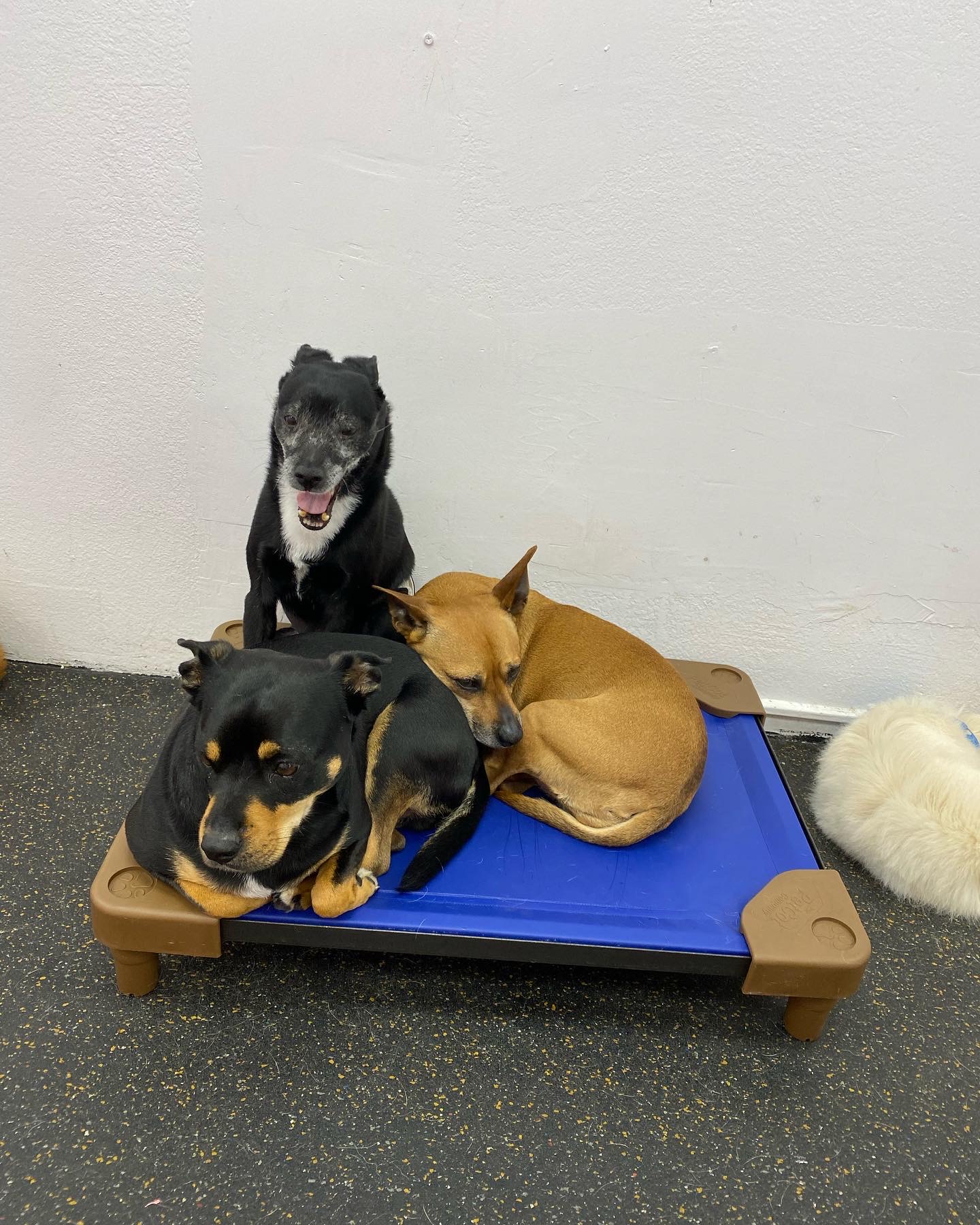 Pets in the City Honolulu