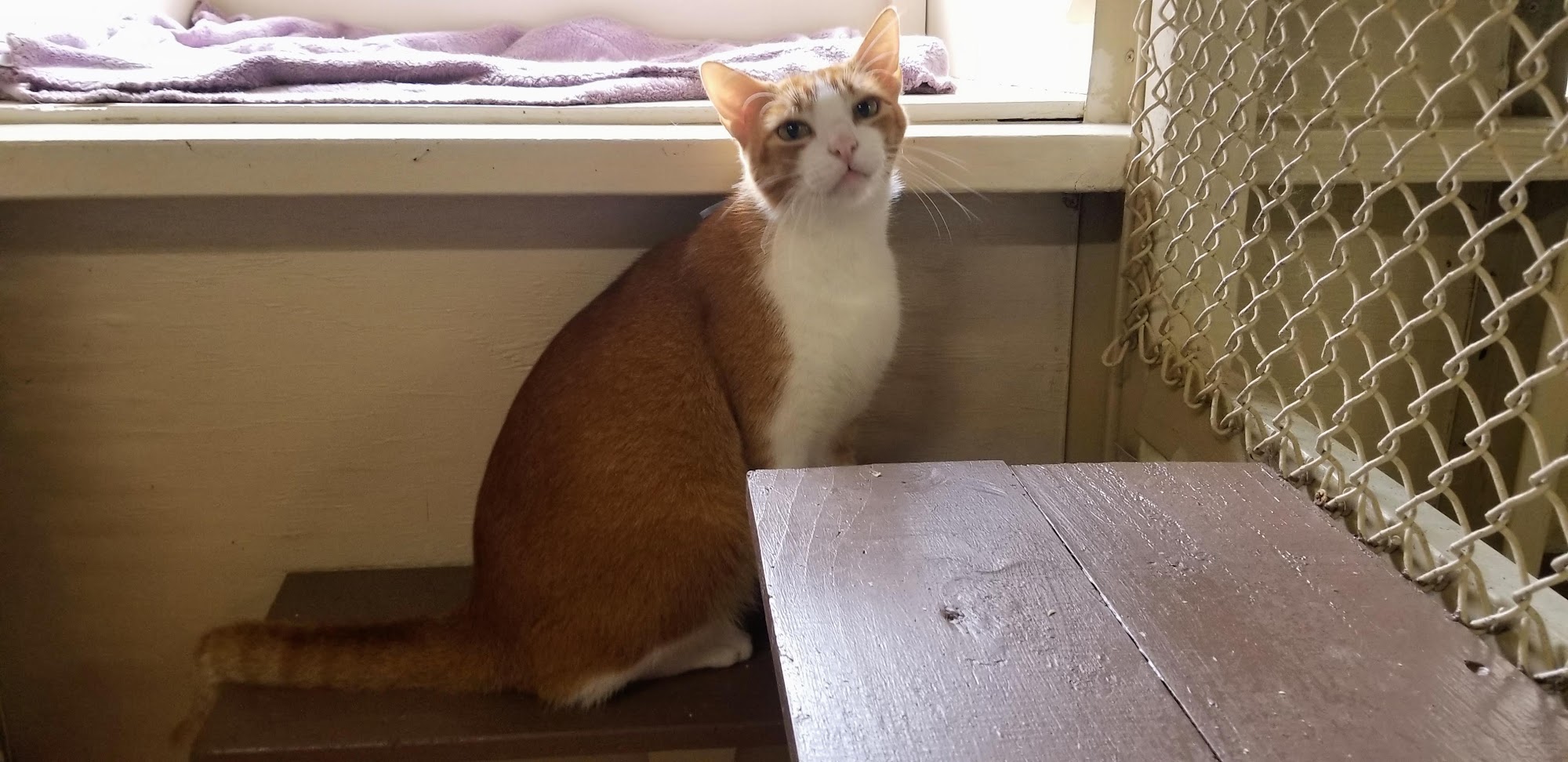 Cozy Cat Lodge Kaneohe Kaneohe