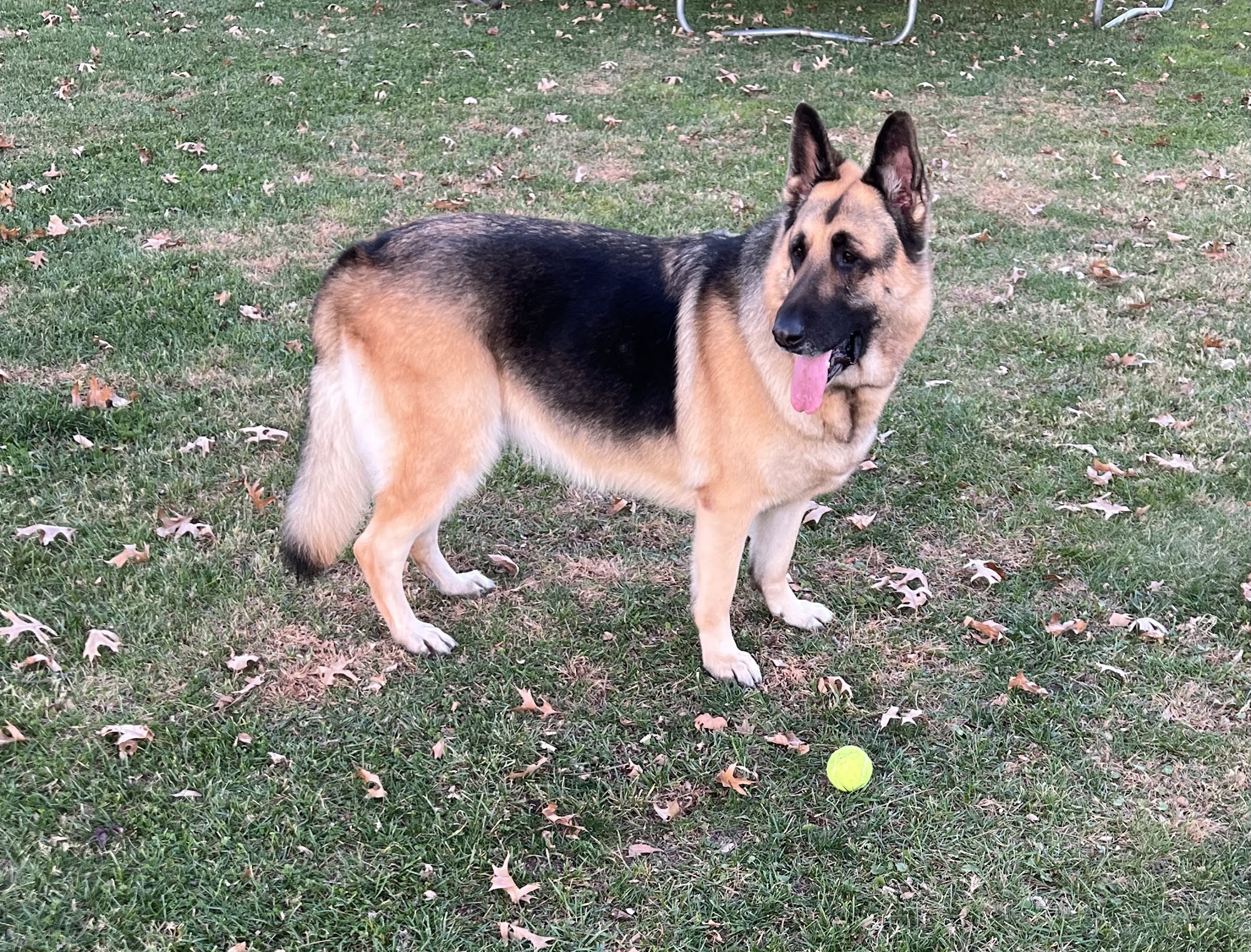 Walsh's Windy Acres Shepherds Cresco