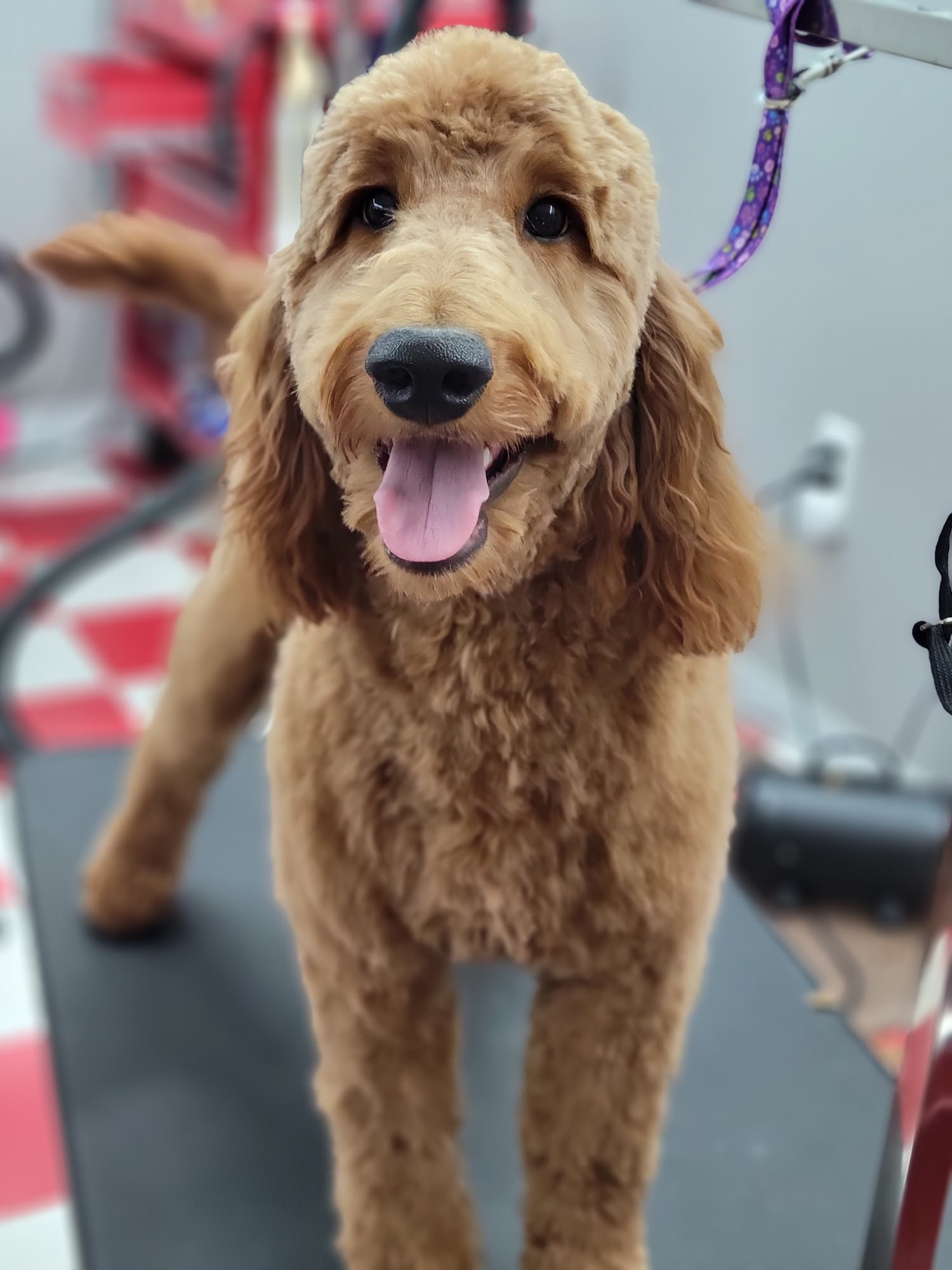 Pawsitive Images Newton