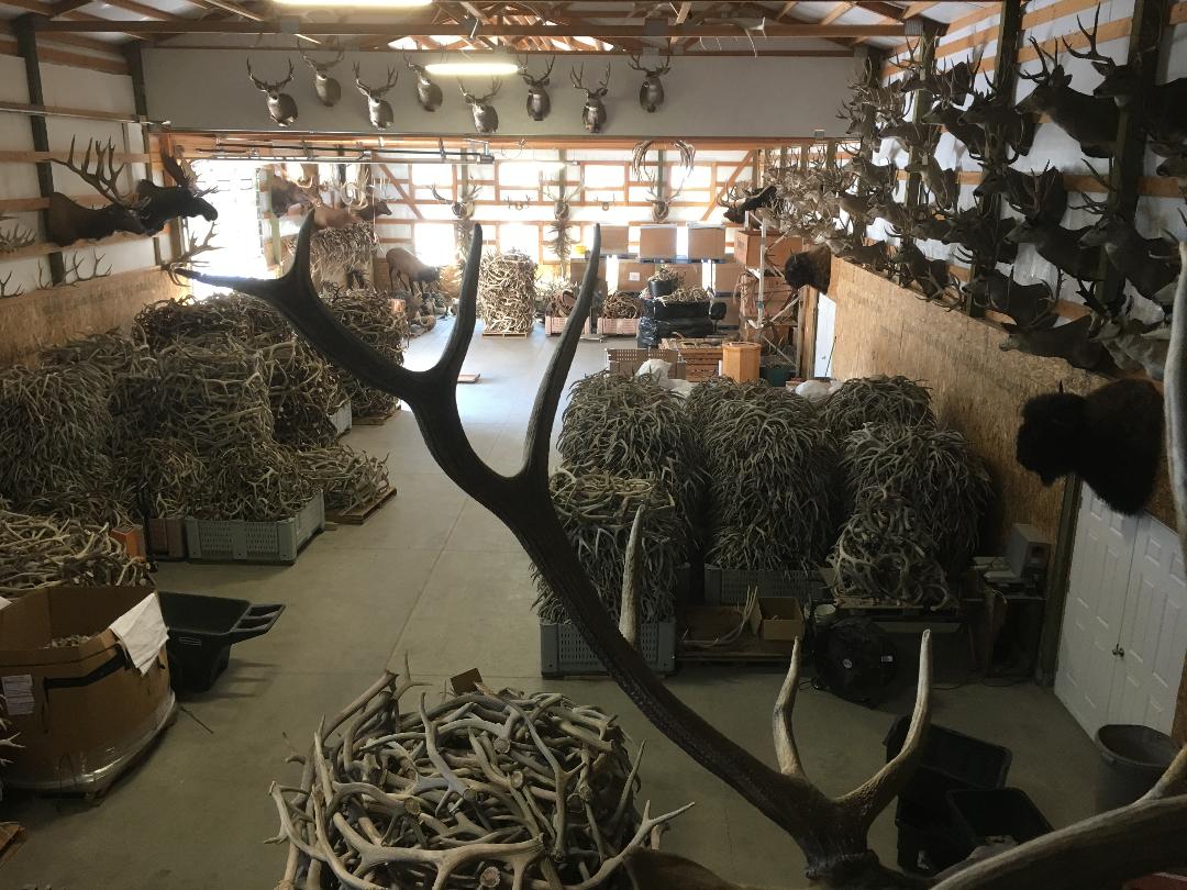 BONE-A-FIDE ANTLERS Buhl