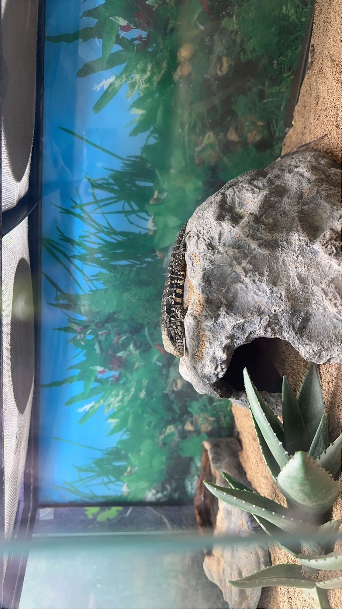 Mc Kee's Pet Grooming Chubbuck