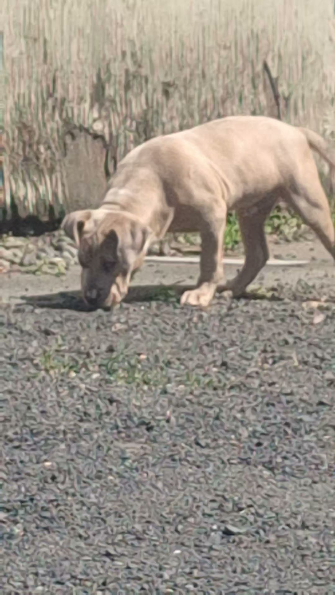 And Boarding/ My Grooming Shop Lewiston