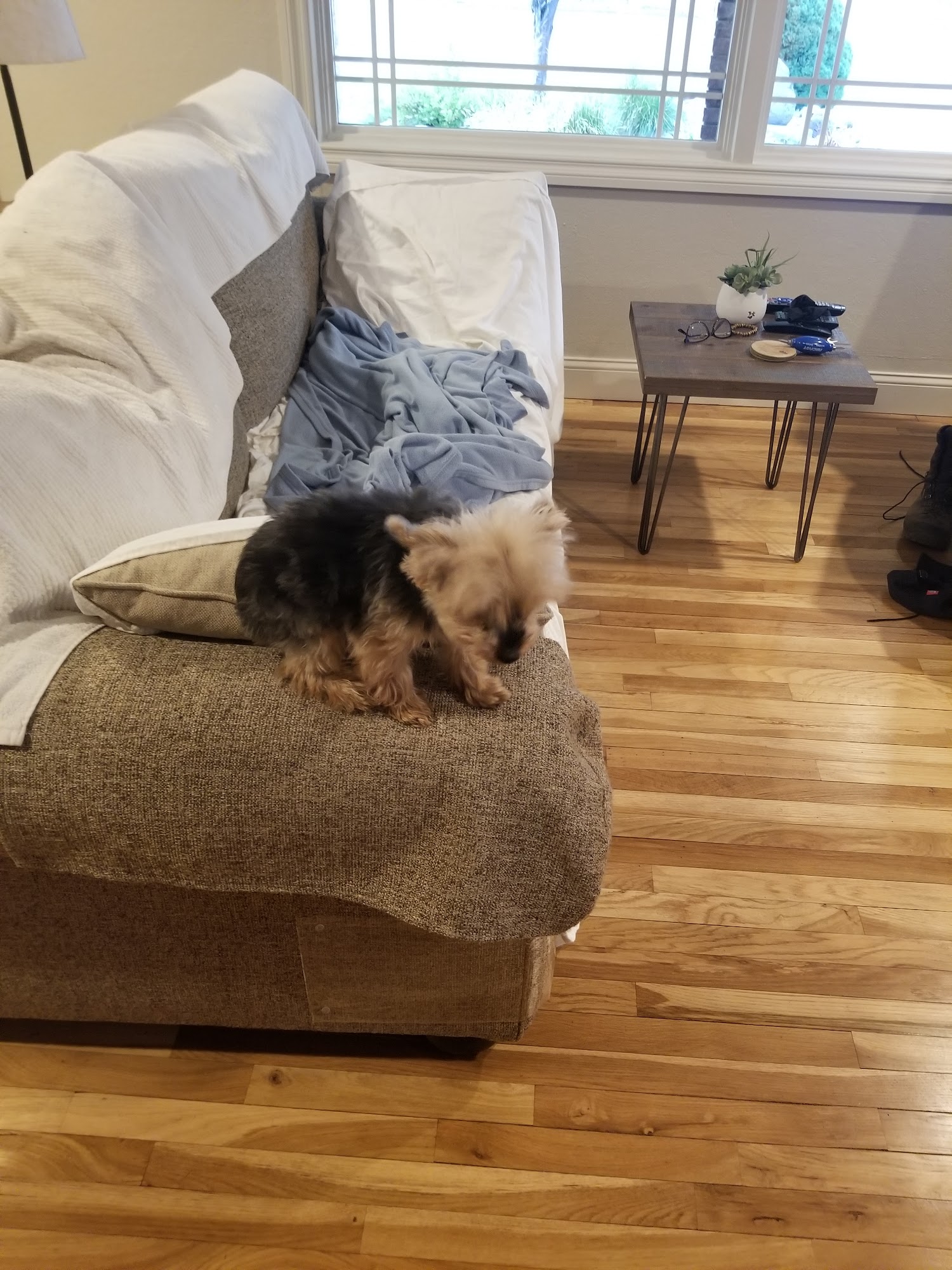 Orofino Animal Hospital Pa Orofino