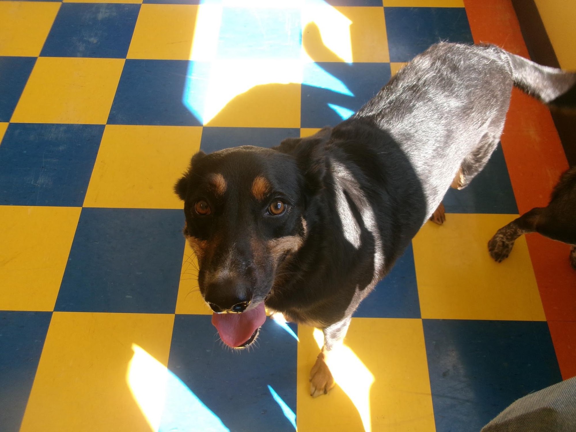 Pocatello Pet Lodge Pocatello