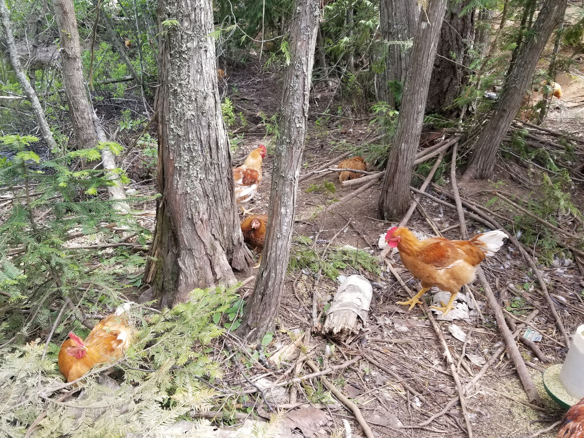 Carter Country Farm & Feed Sandpoint