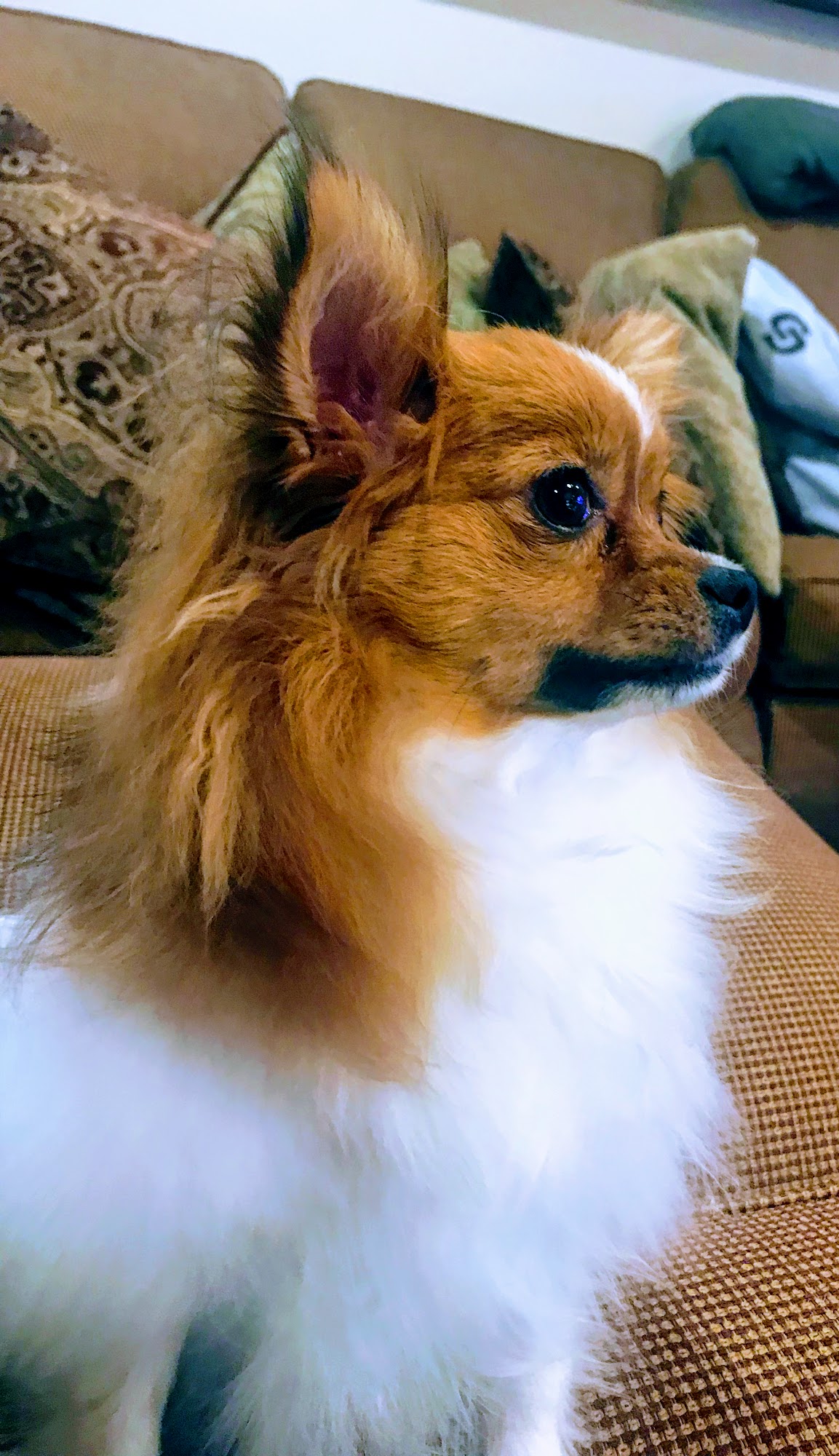 Green Acres Pet Center Twin Falls