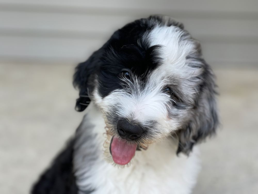 Central Illinois Puppyland Arthur