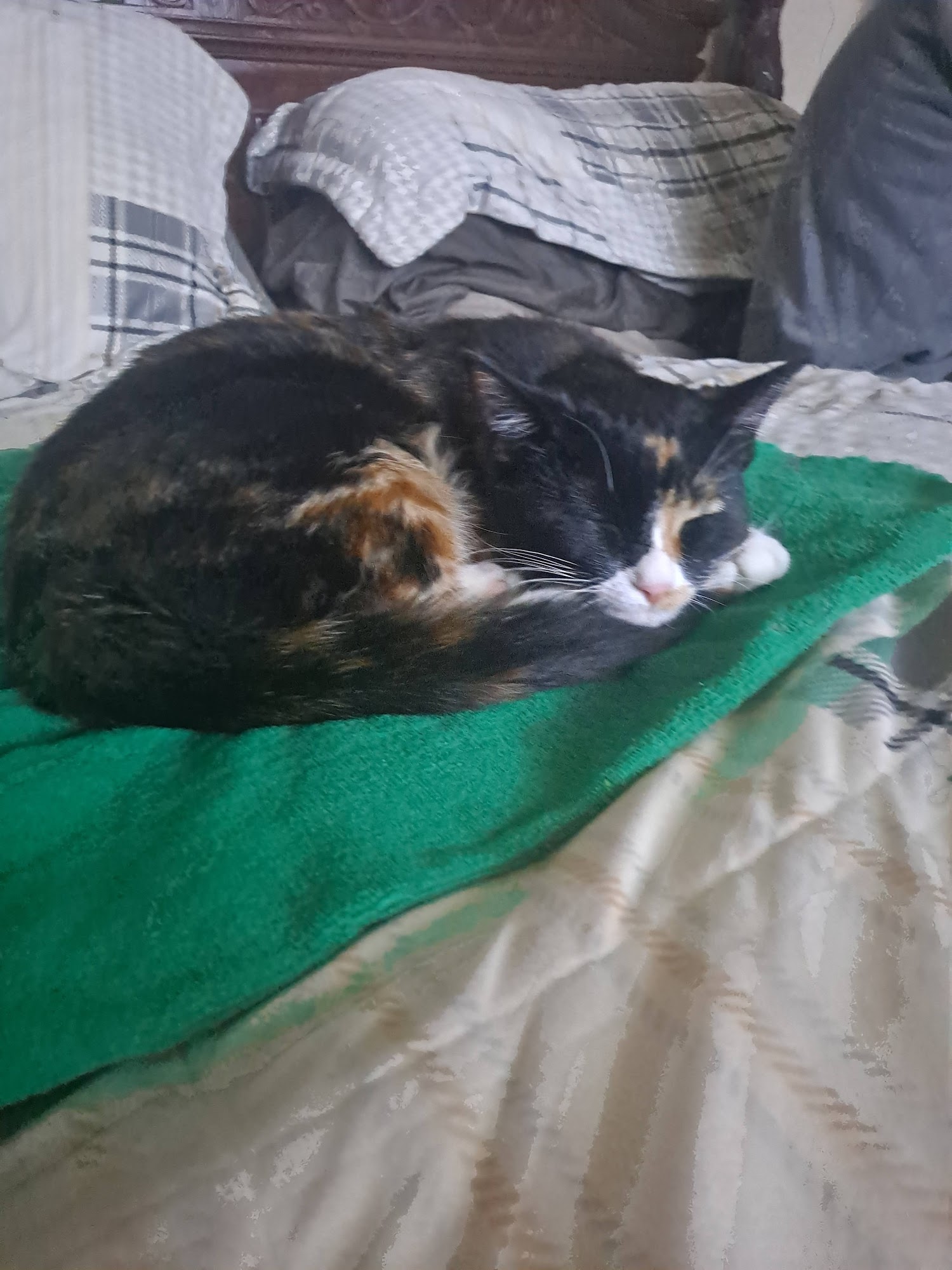 Fur Keeps Animal Rescue Barrington